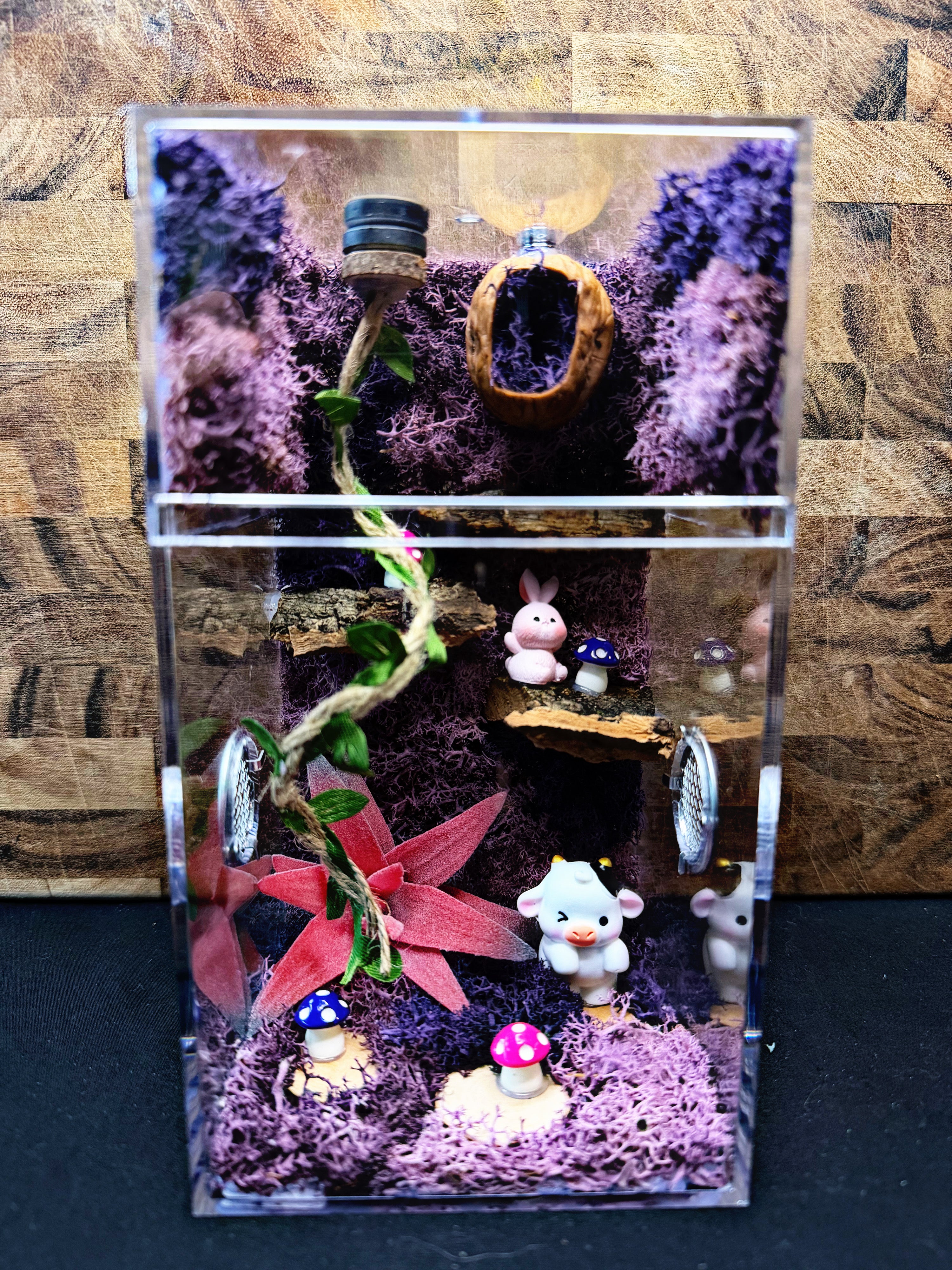 Custom Jumping Spider Enclosure