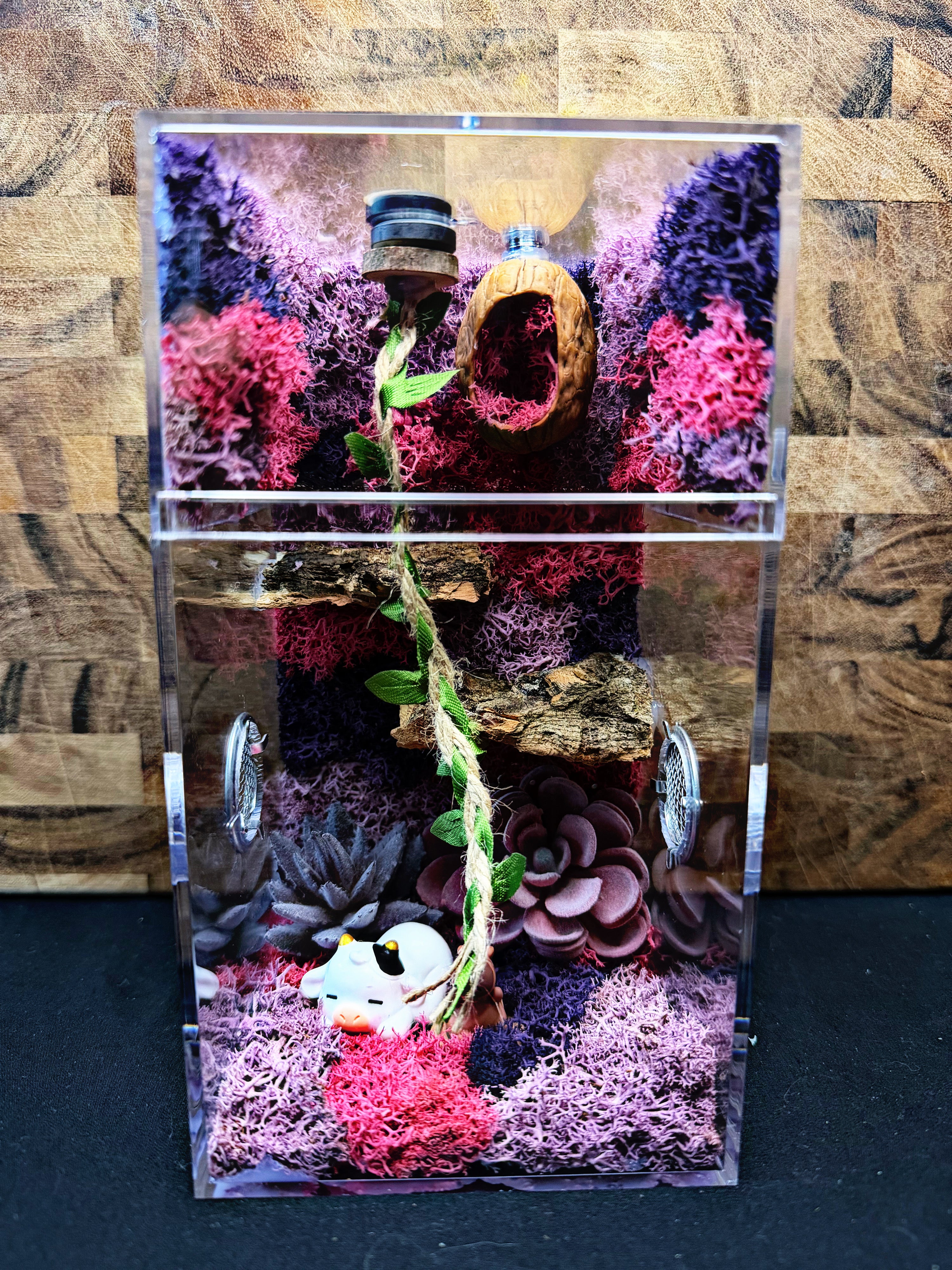 Custom Jumping Spider Enclosure