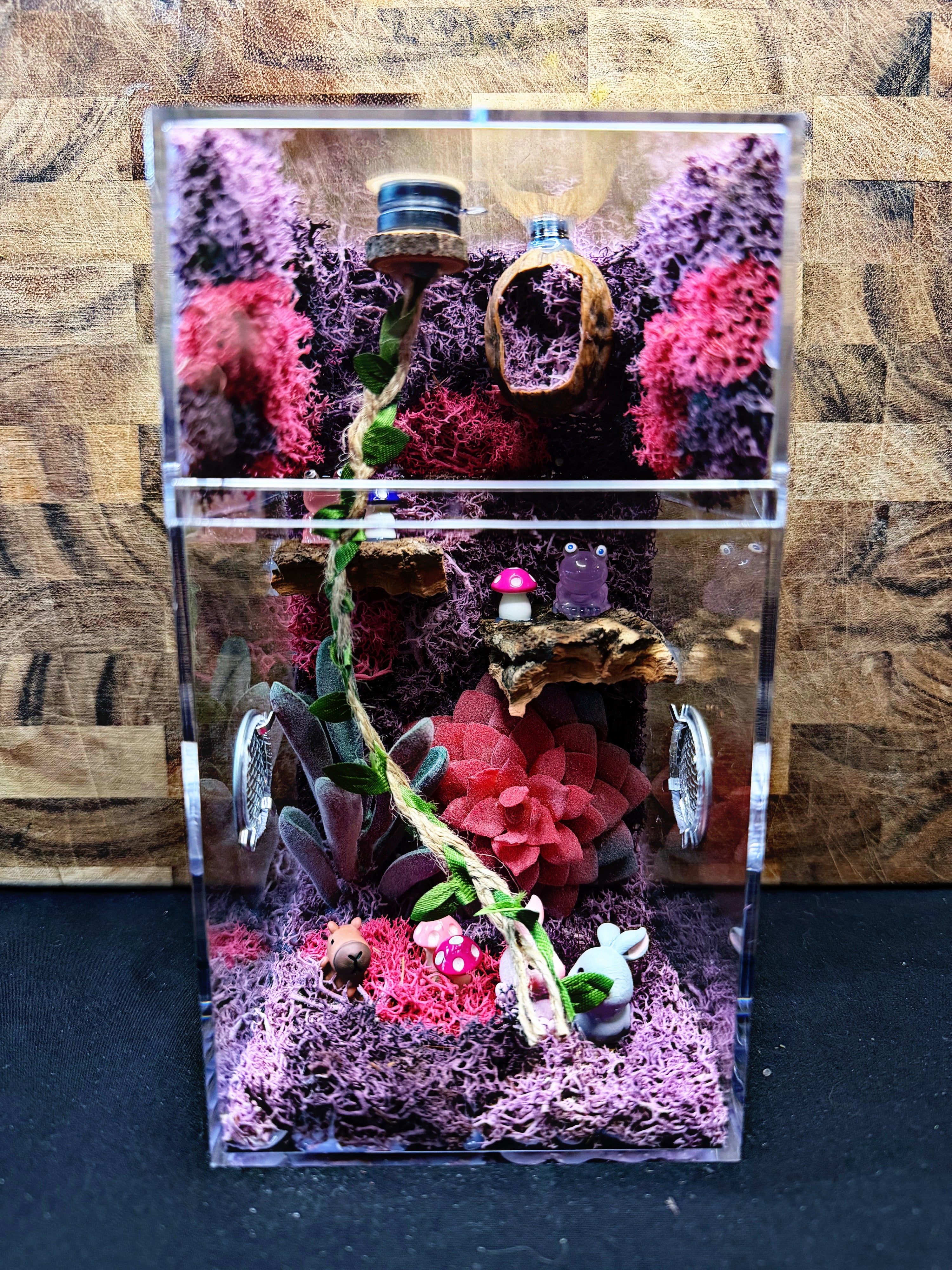 Custom Jumping Spider Enclosure