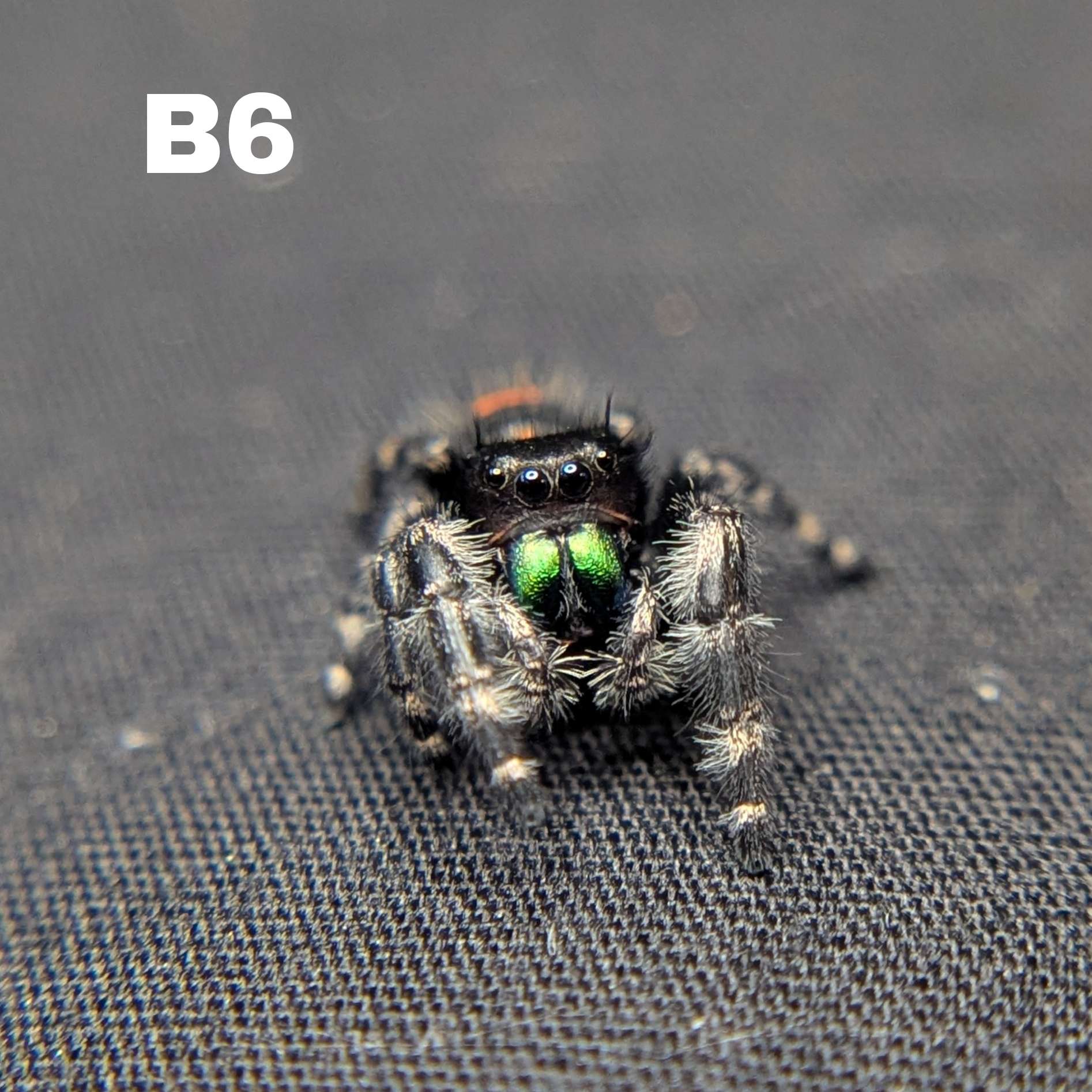 Audax Bryantae Jumping Spider "Java"