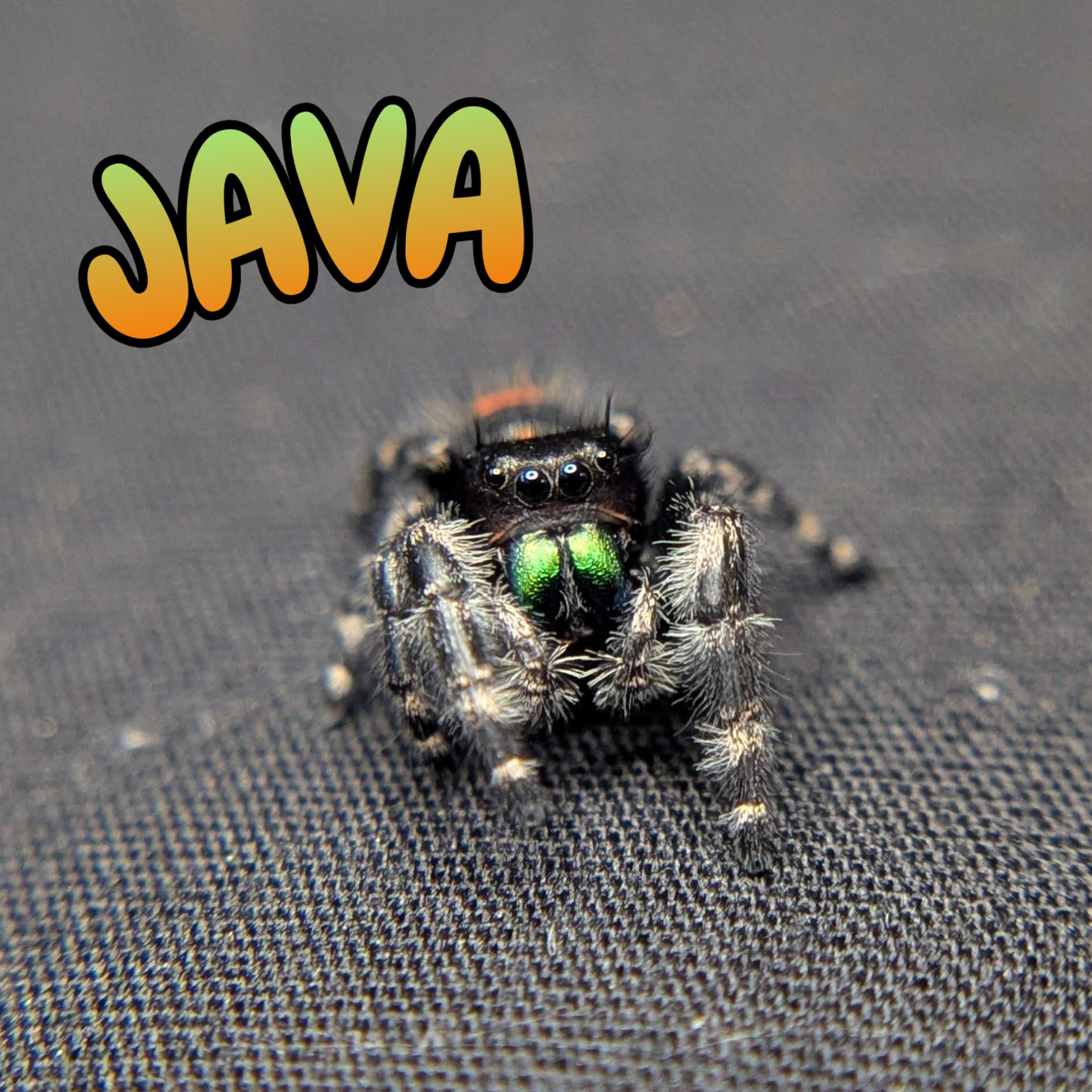 Audax Bryantae Jumping Spider "Java"