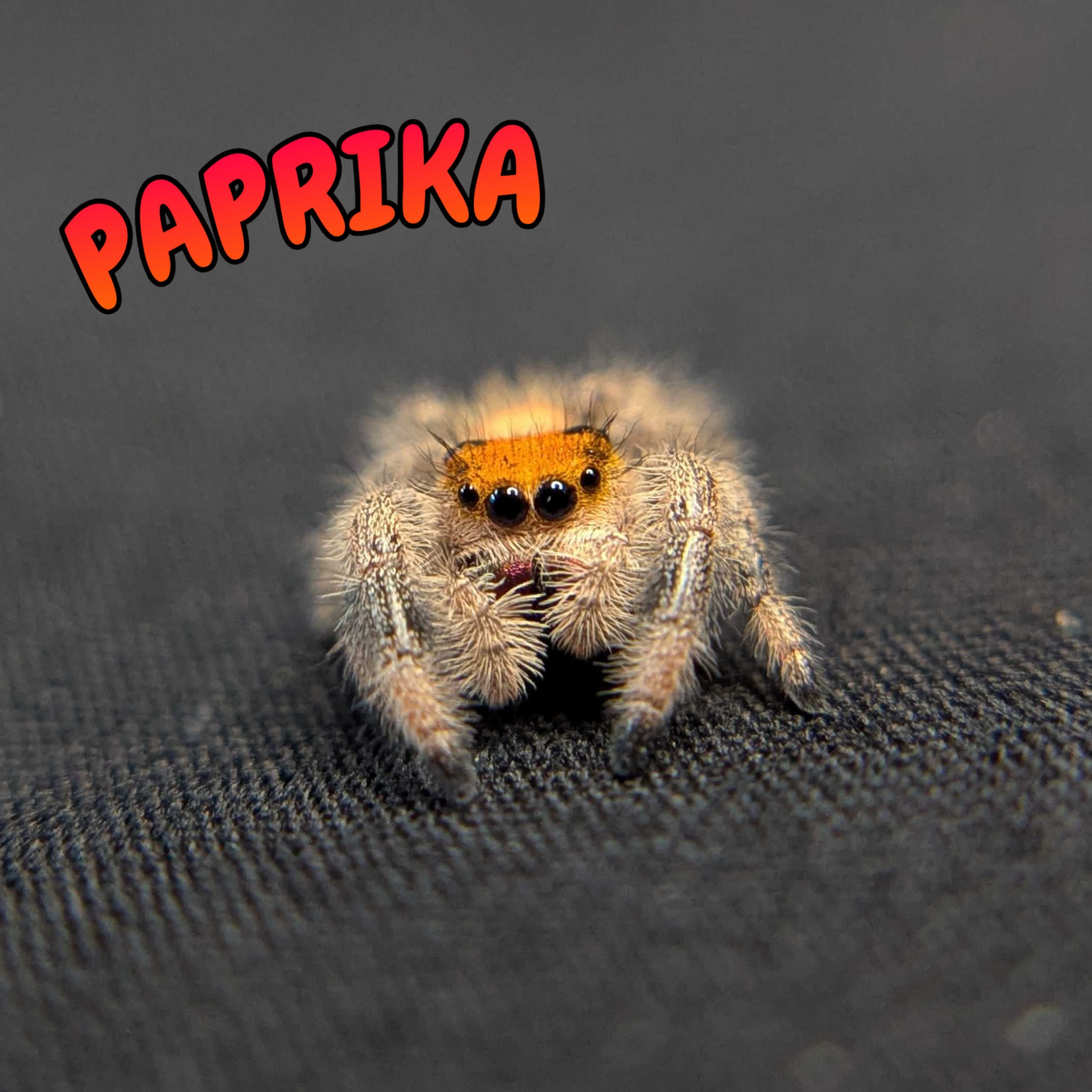 Regal Jumping Spider “Paprika”