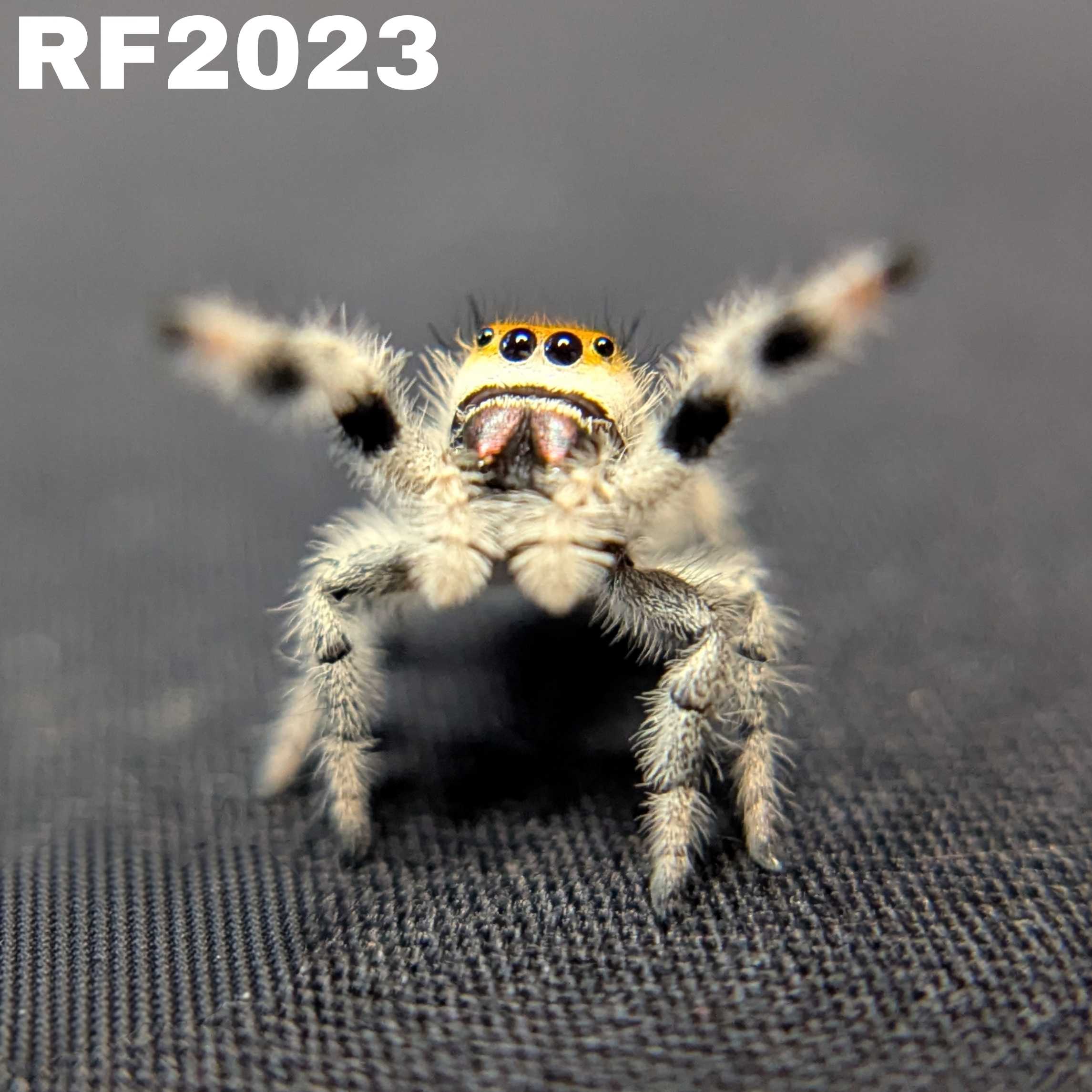 Regal Jumping Spider “Apricot”