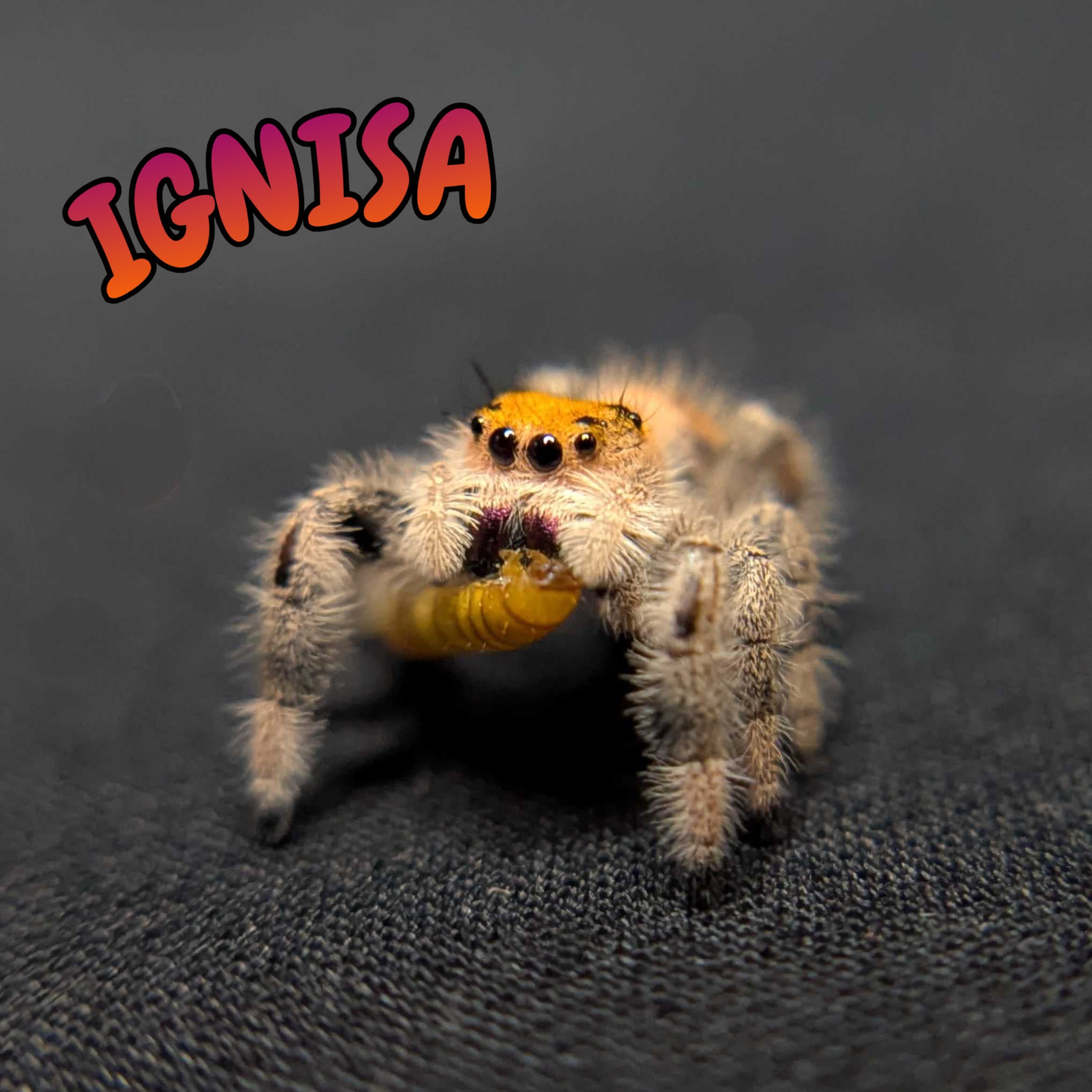Regal Jumping Spider "Ignisa"