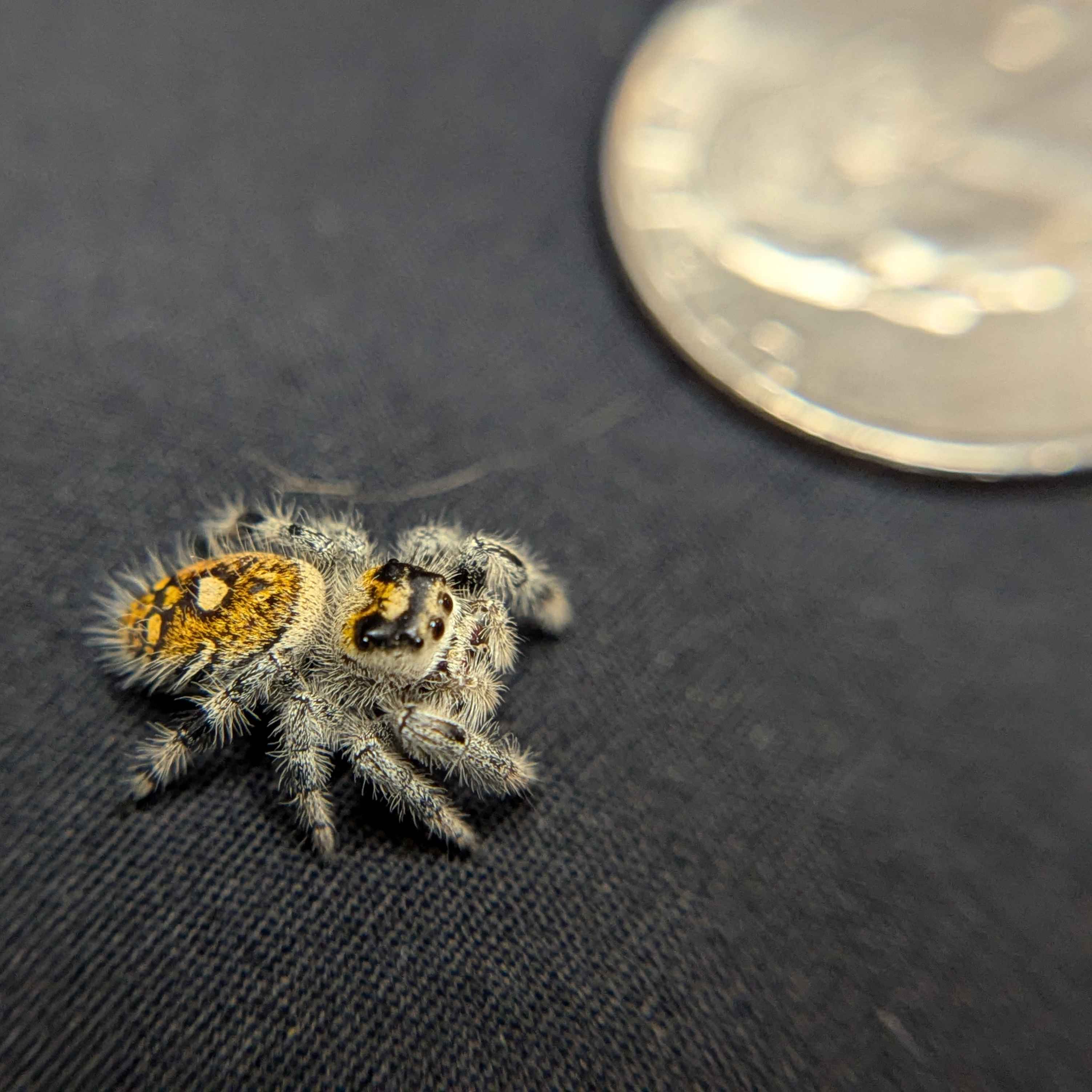 Regal Jumping Spider "Bengal Tiger"