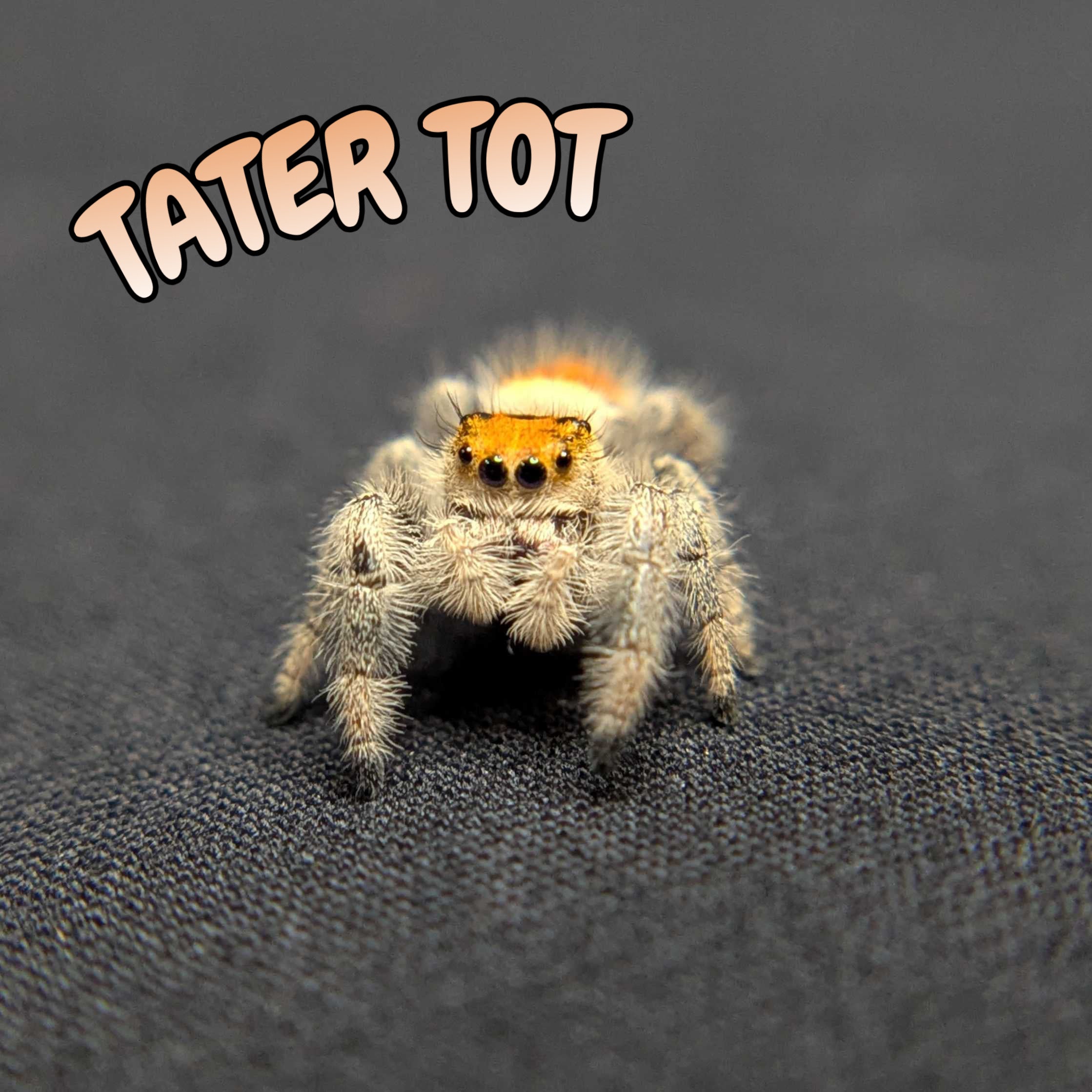 Regal Jumping Spider “Tater Tot”