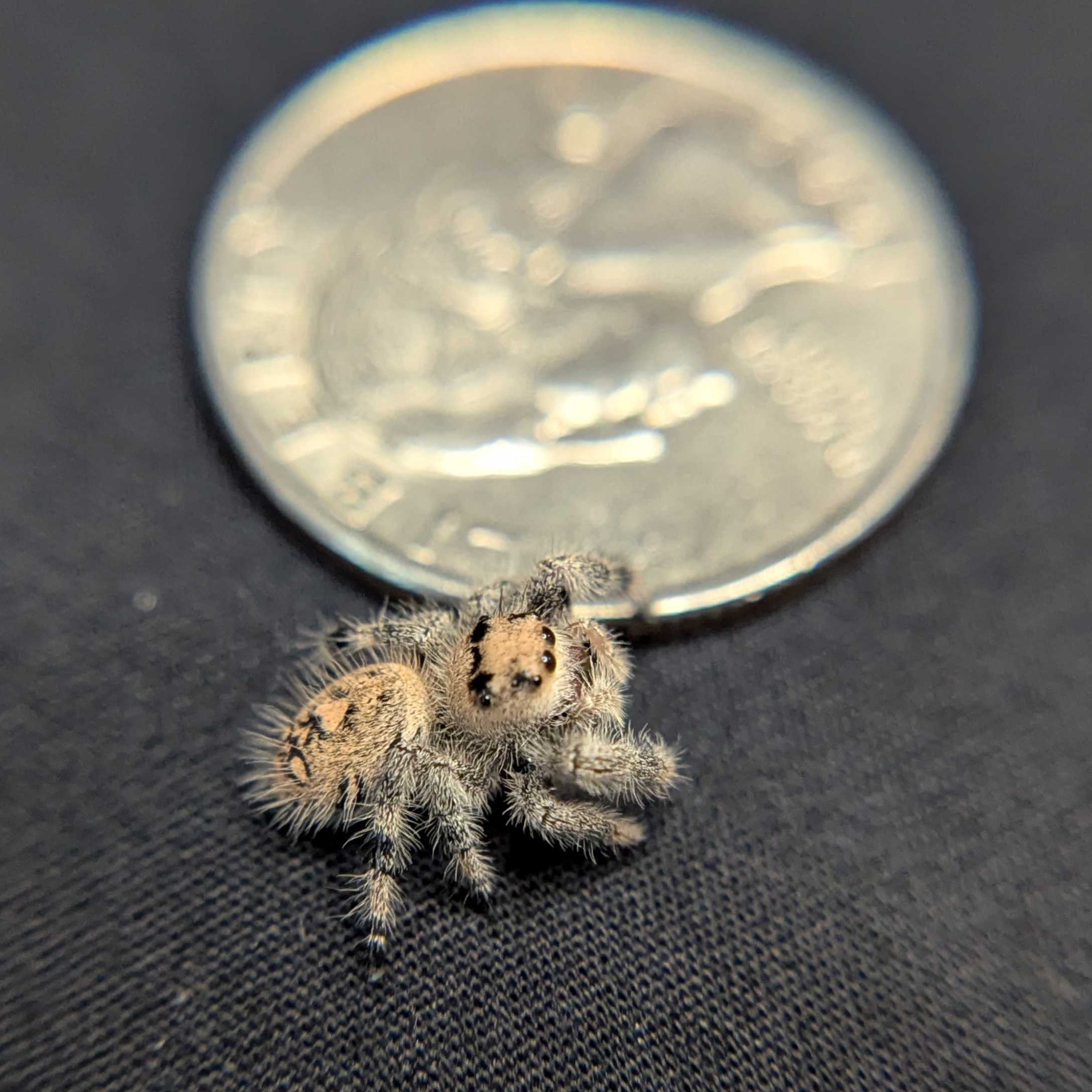 Regal Jumping Spider "North"