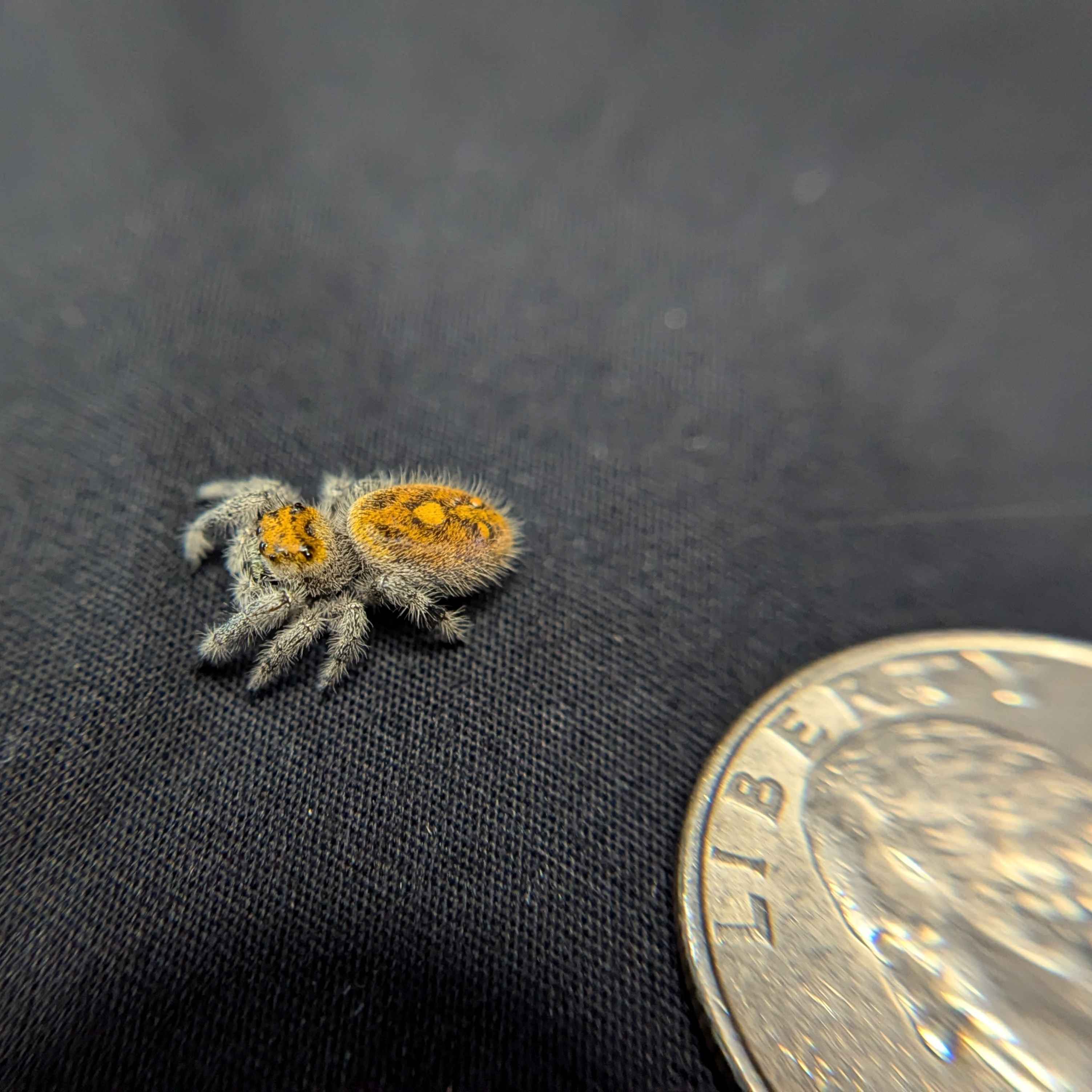 Regal Jumping Spider “Fern Spice”