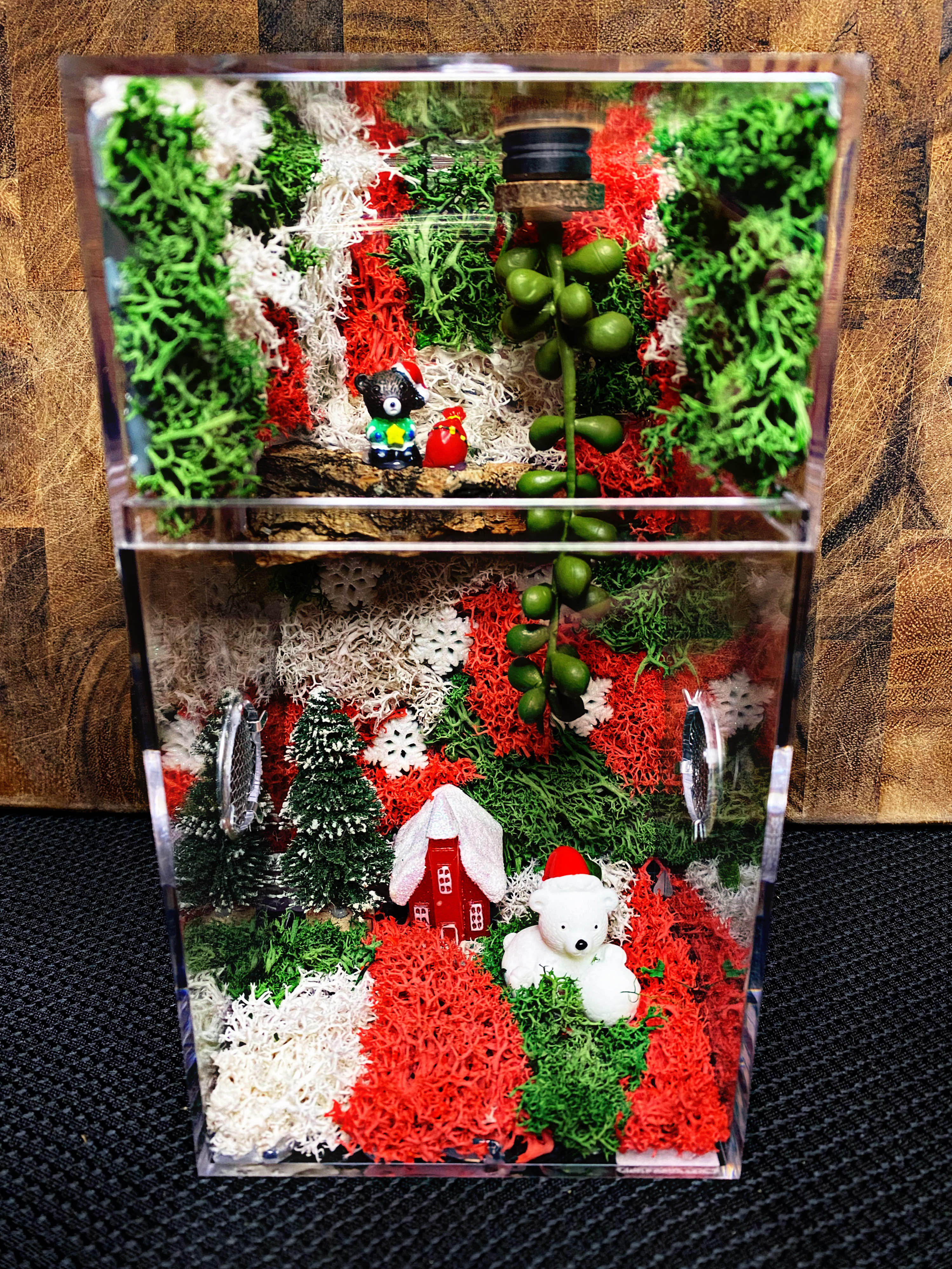 ~Fairy Lights~ Custom Jumping Spider Enclosure