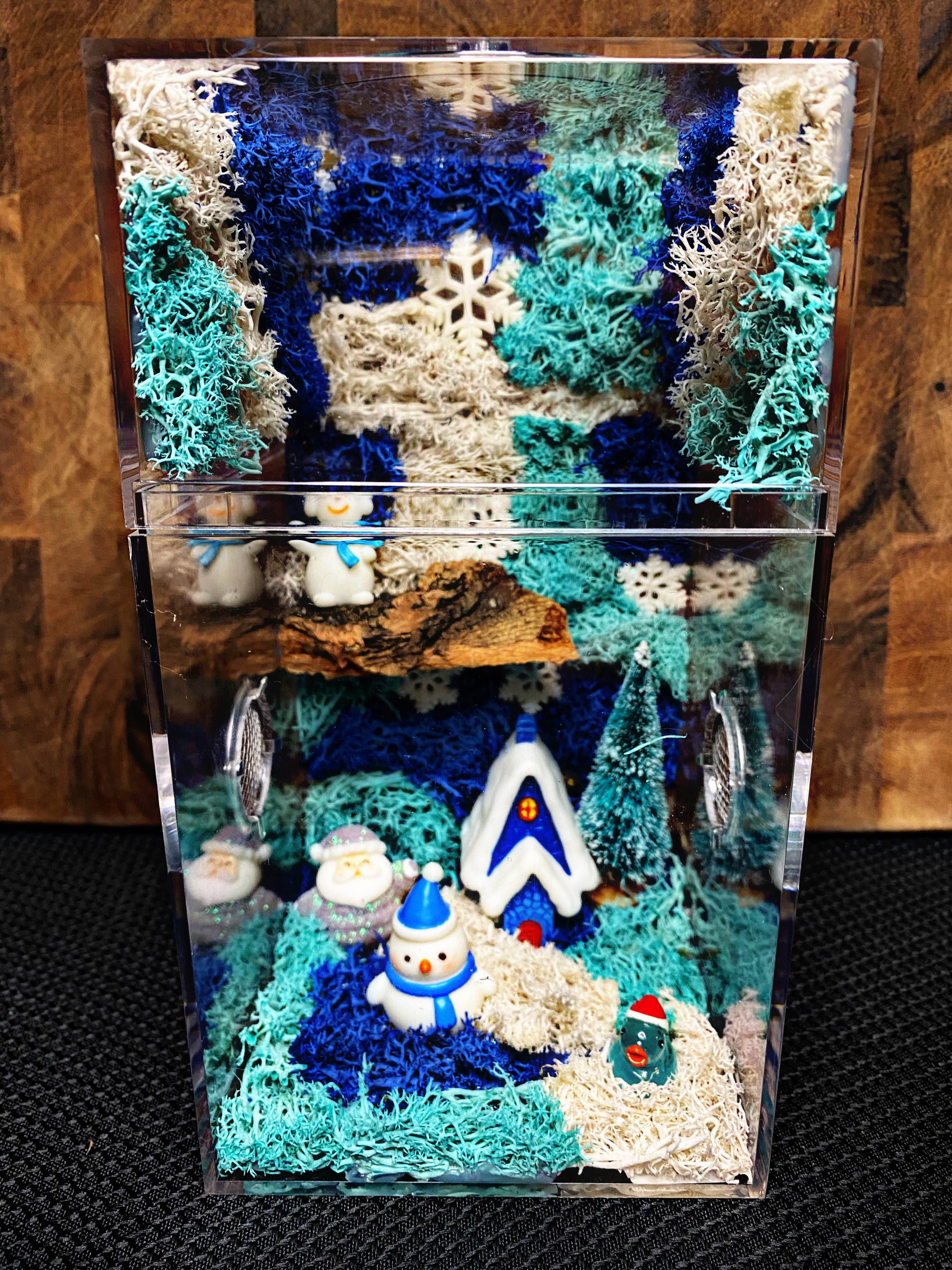 ~Fairy Lights~ Custom Jumping Spider Enclosure