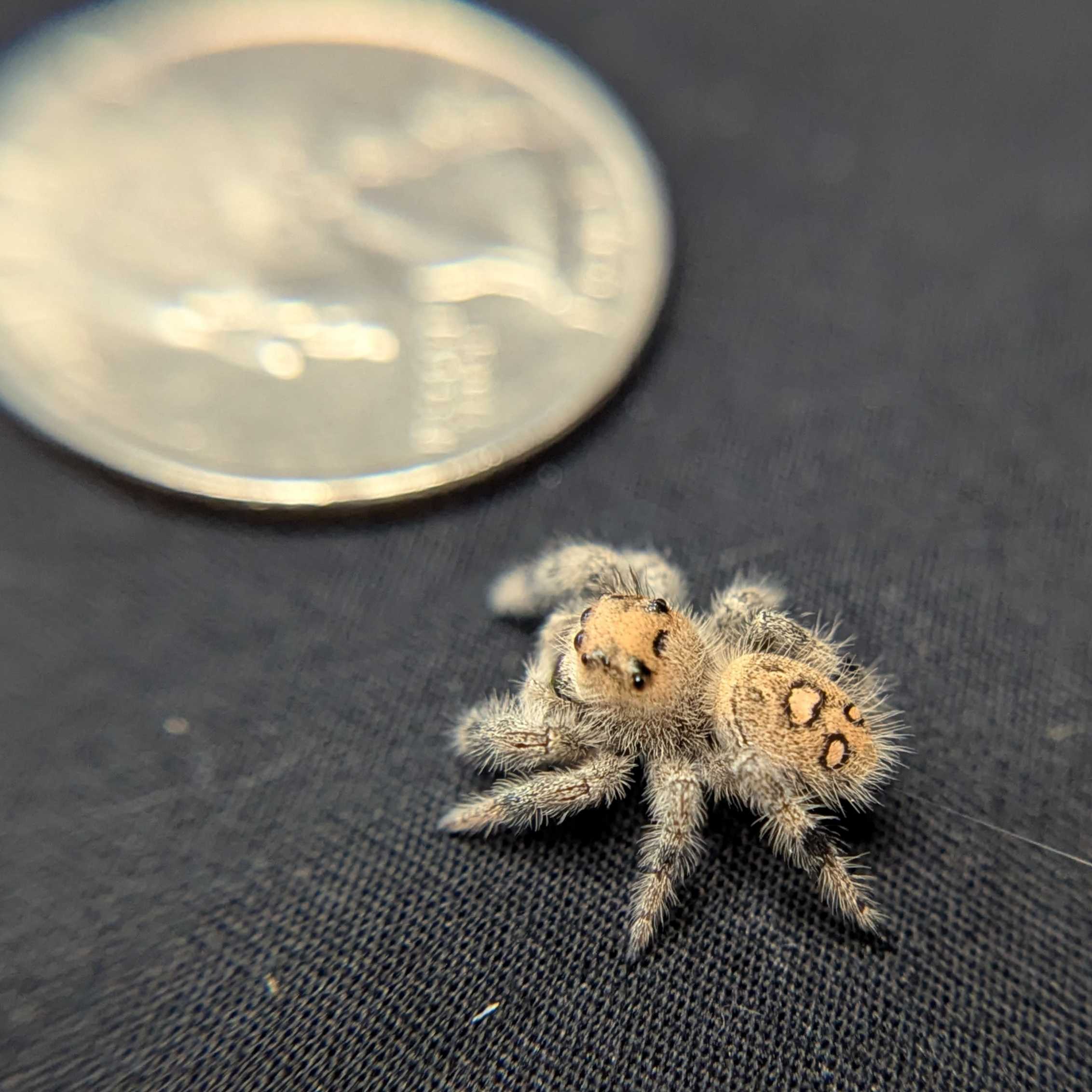 Regal Jumping Spider "Sweet"