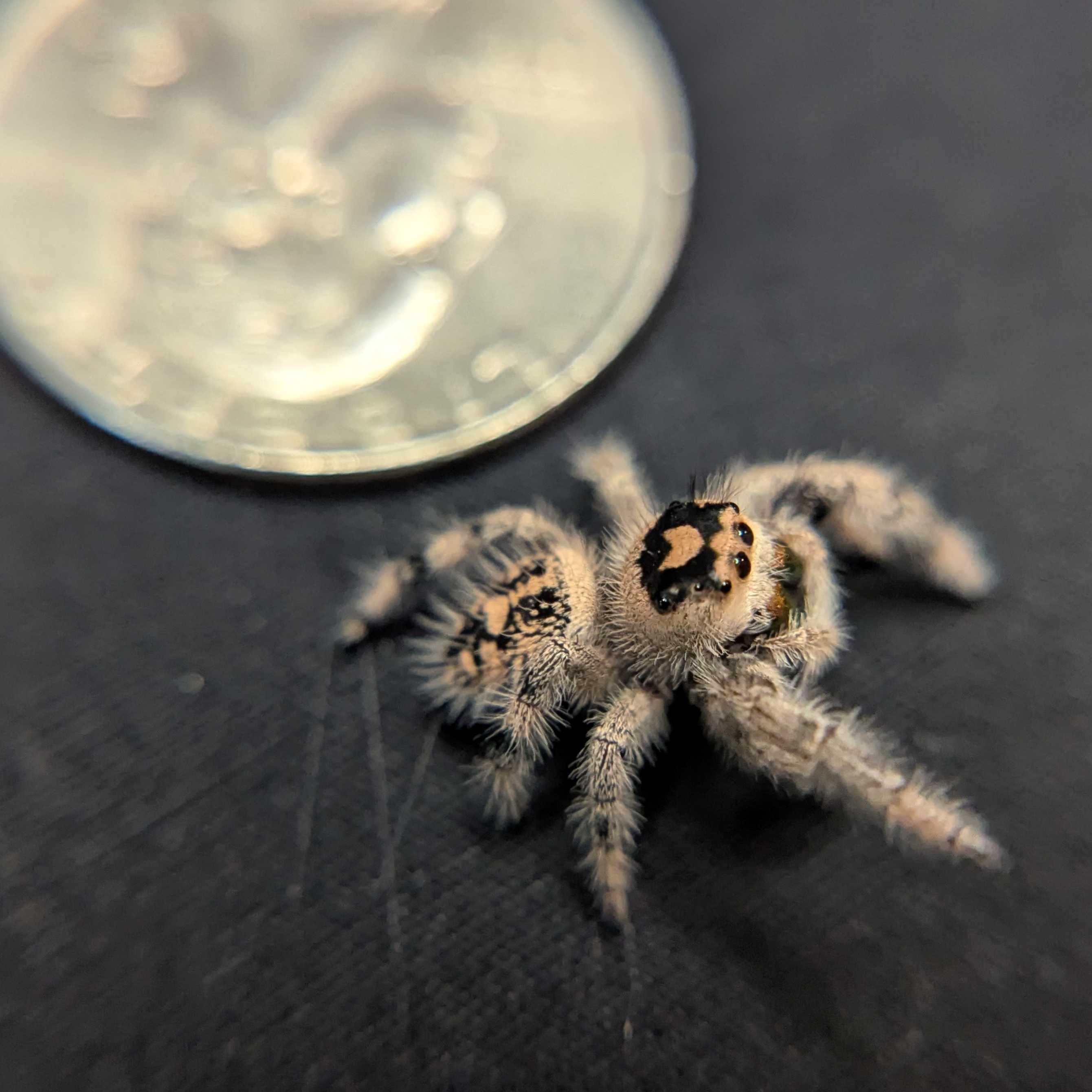 Regal Jumping Spider "Espresso"