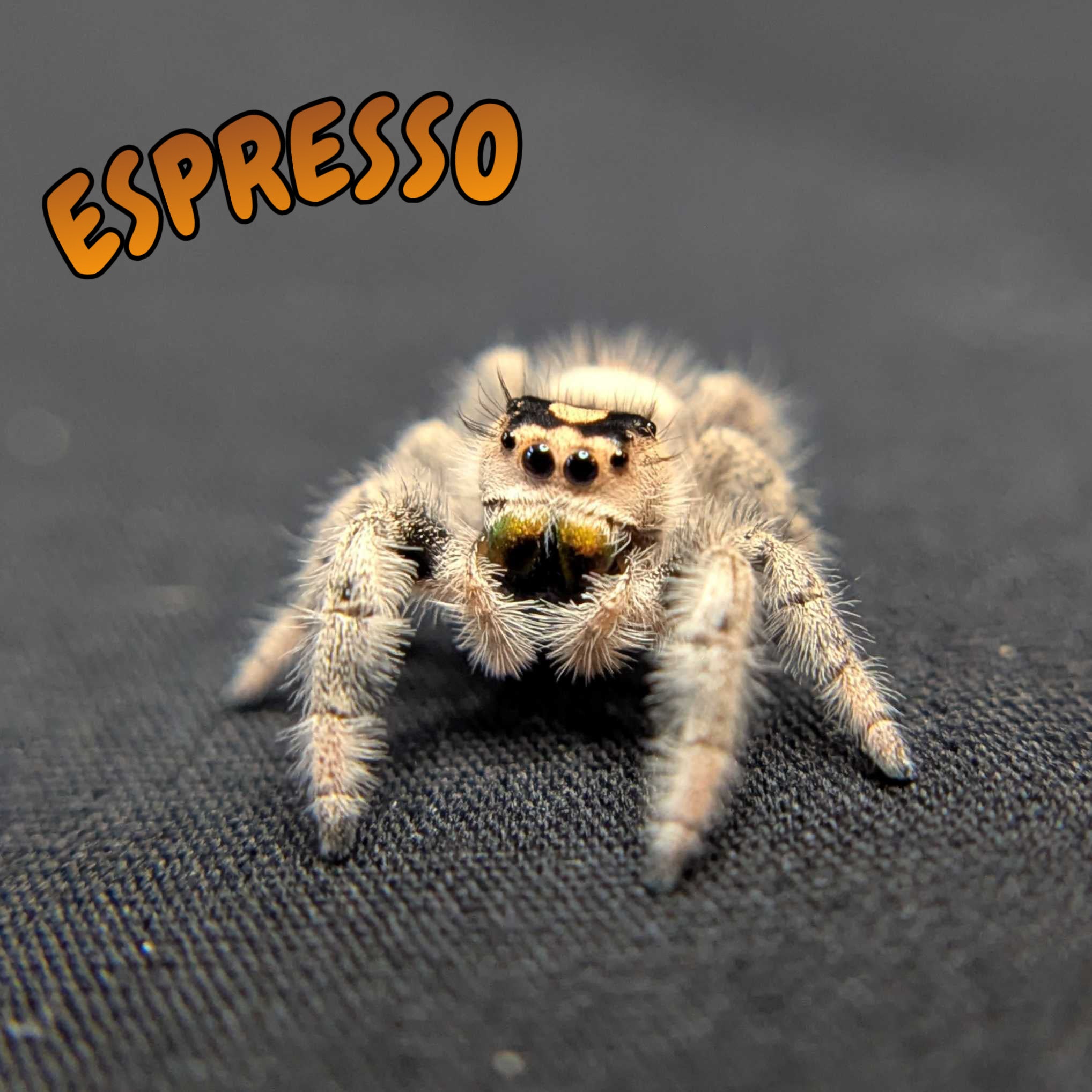Regal Jumping Spider "Espresso"