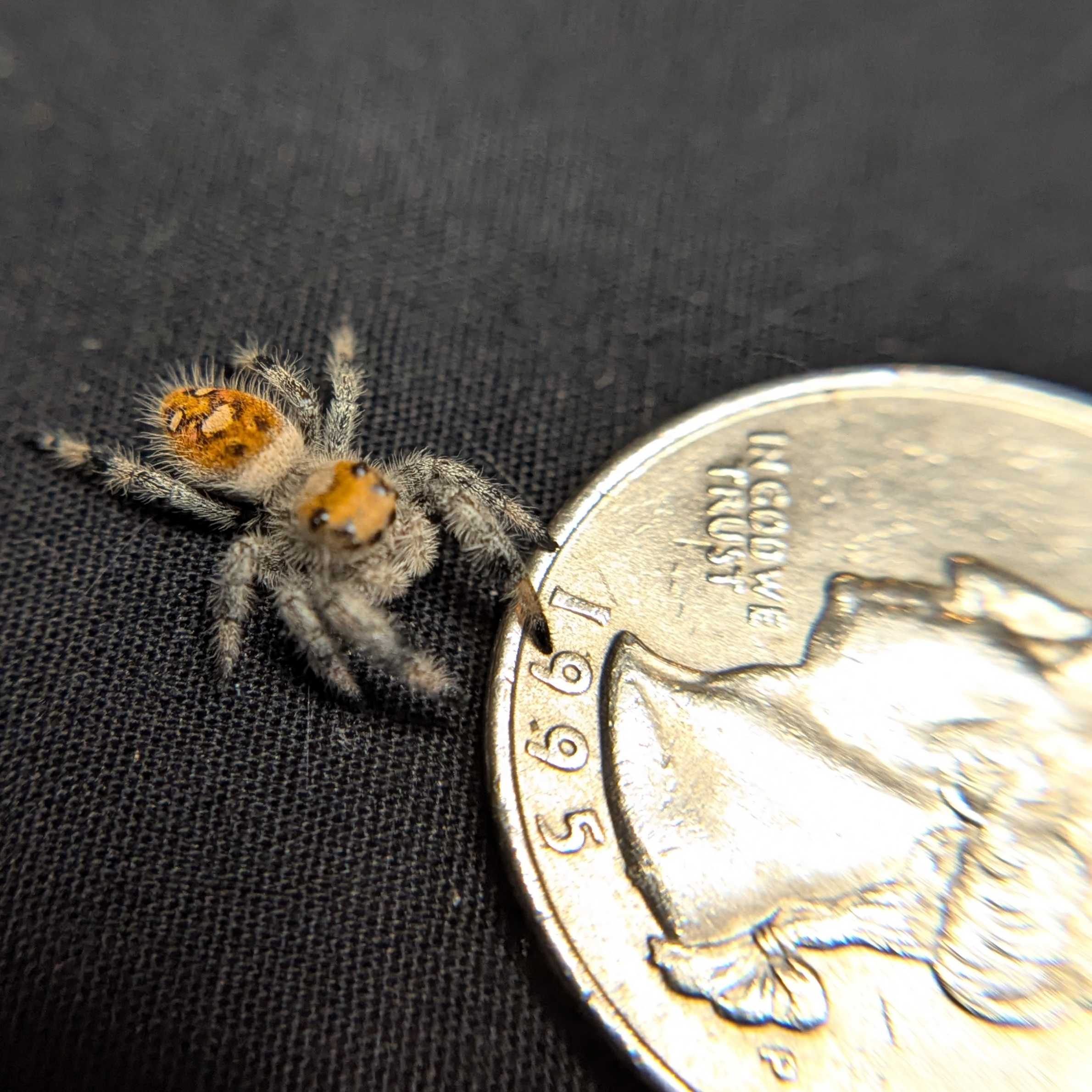 Regal Jumping Spider "Candy"