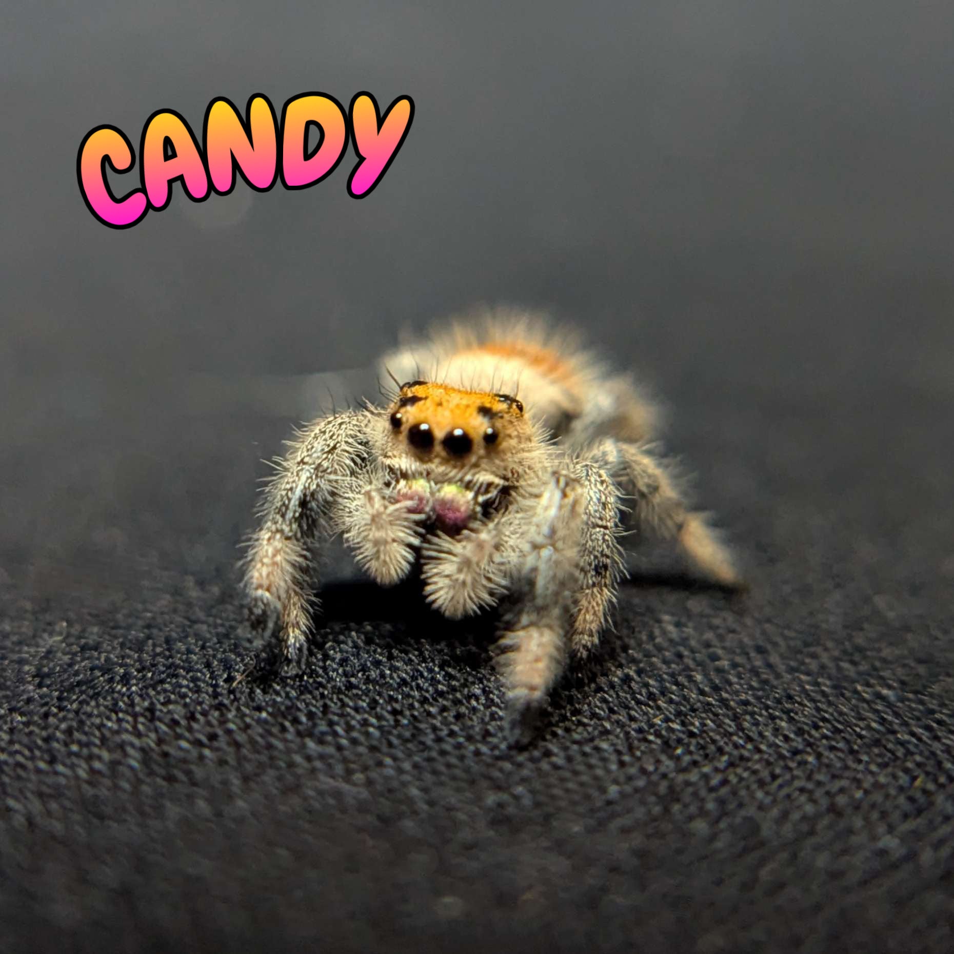 Regal Jumping Spider "Candy"