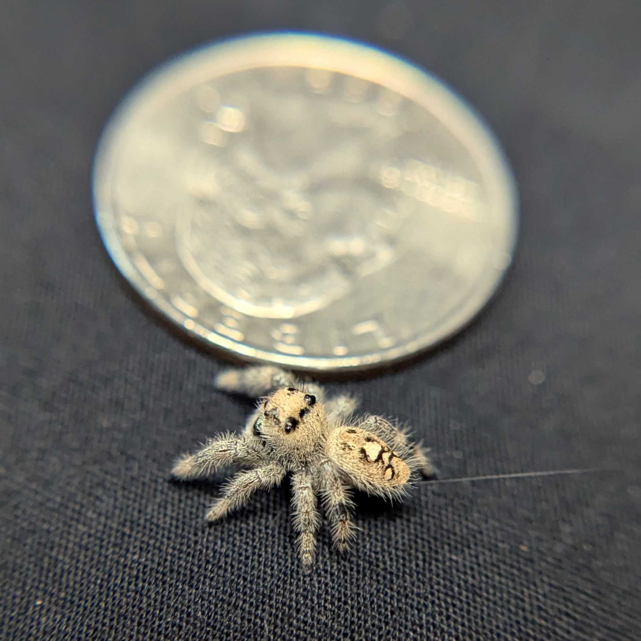 Regal Jumping Spider "Champagne"