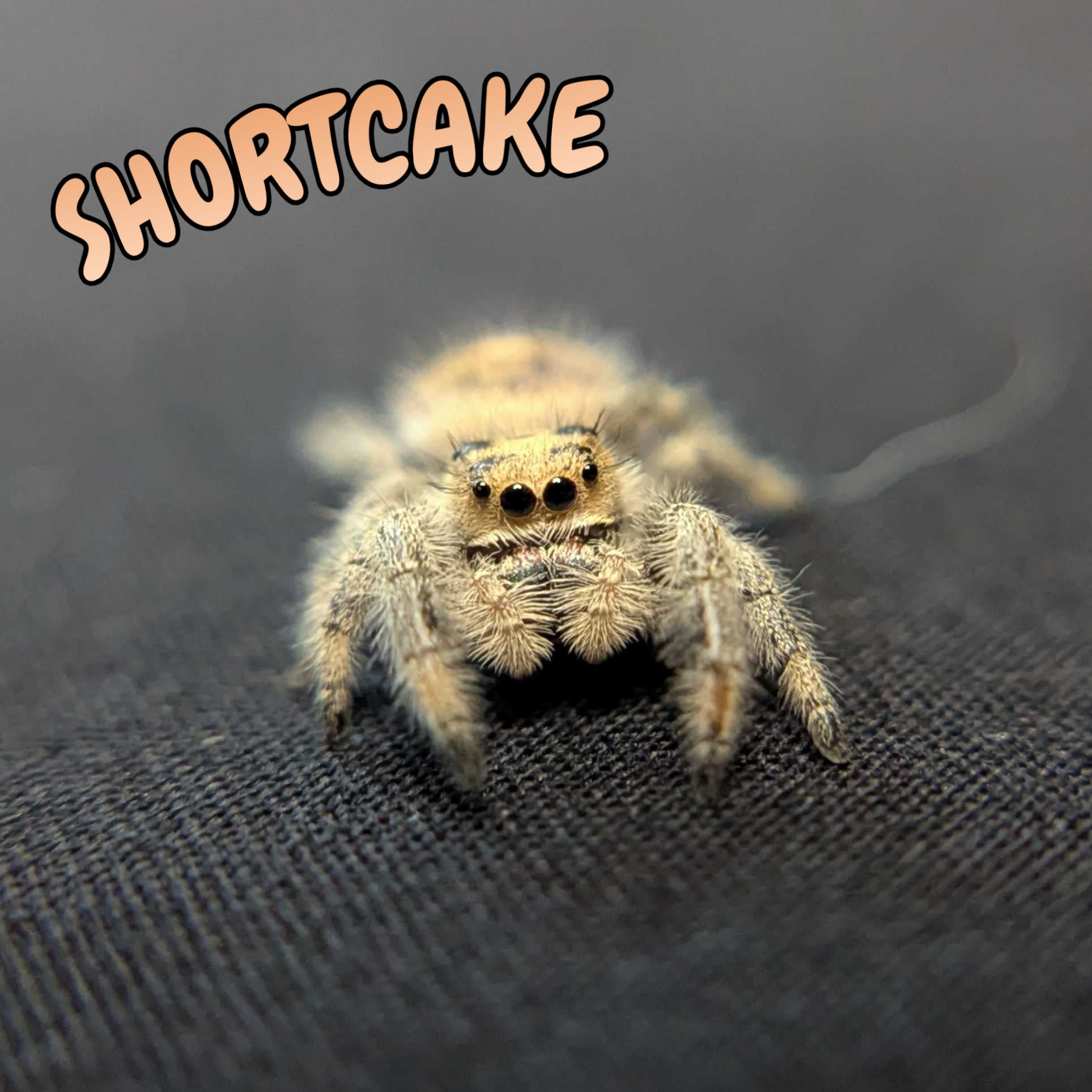 Regal Jumping Spider “Shortcake”