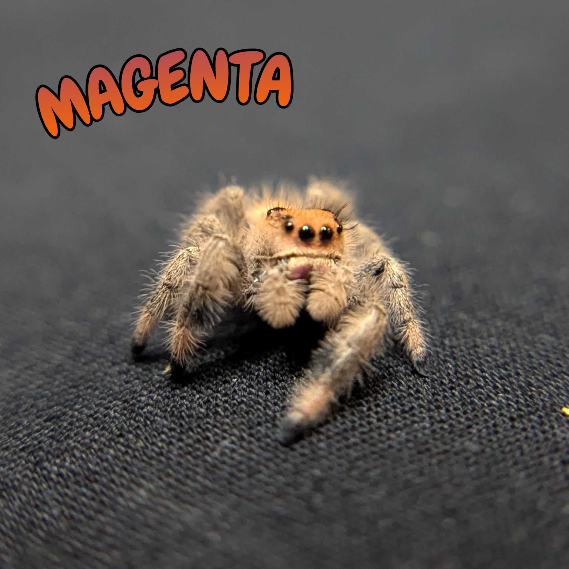 Regal Jumping Spider "Magenta"