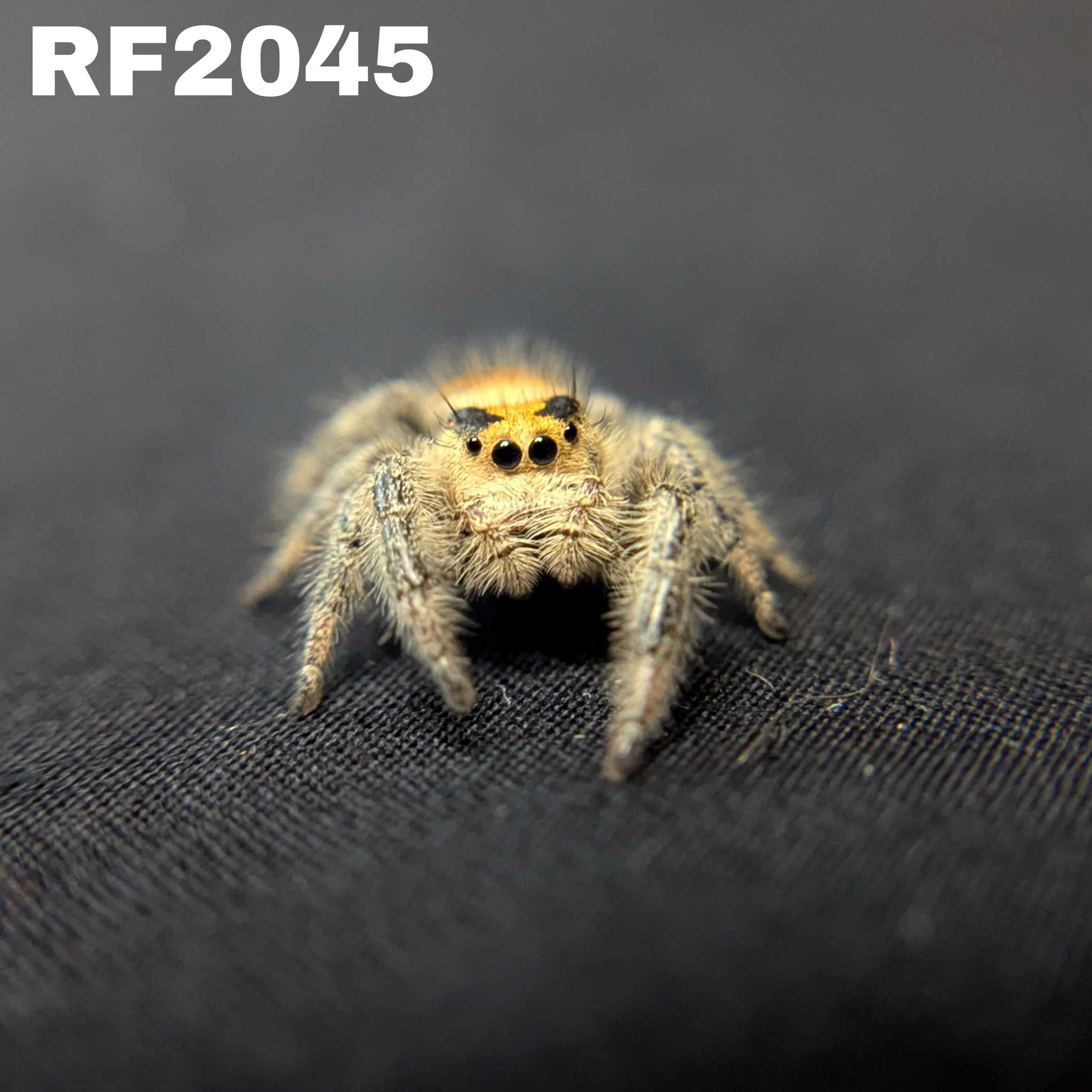 Regal Jumping Spider “Apricot Leaf”