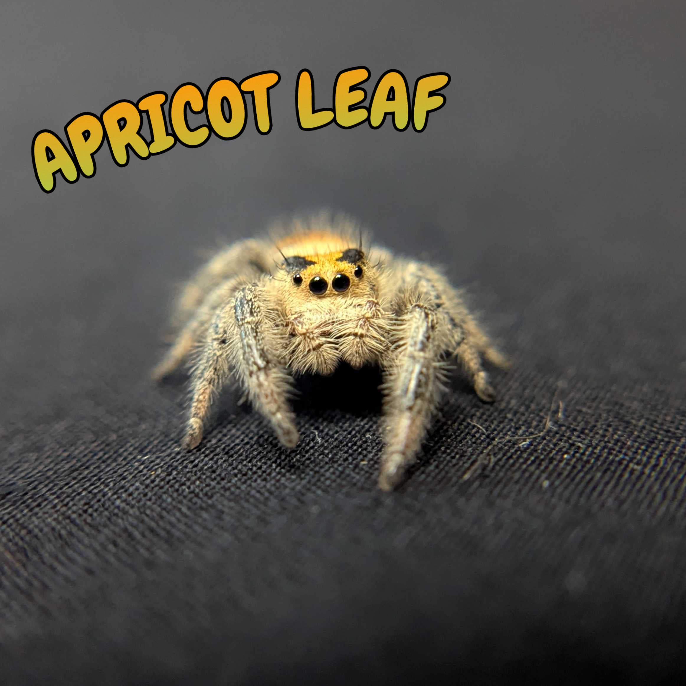 Regal Jumping Spider “Apricot Leaf”