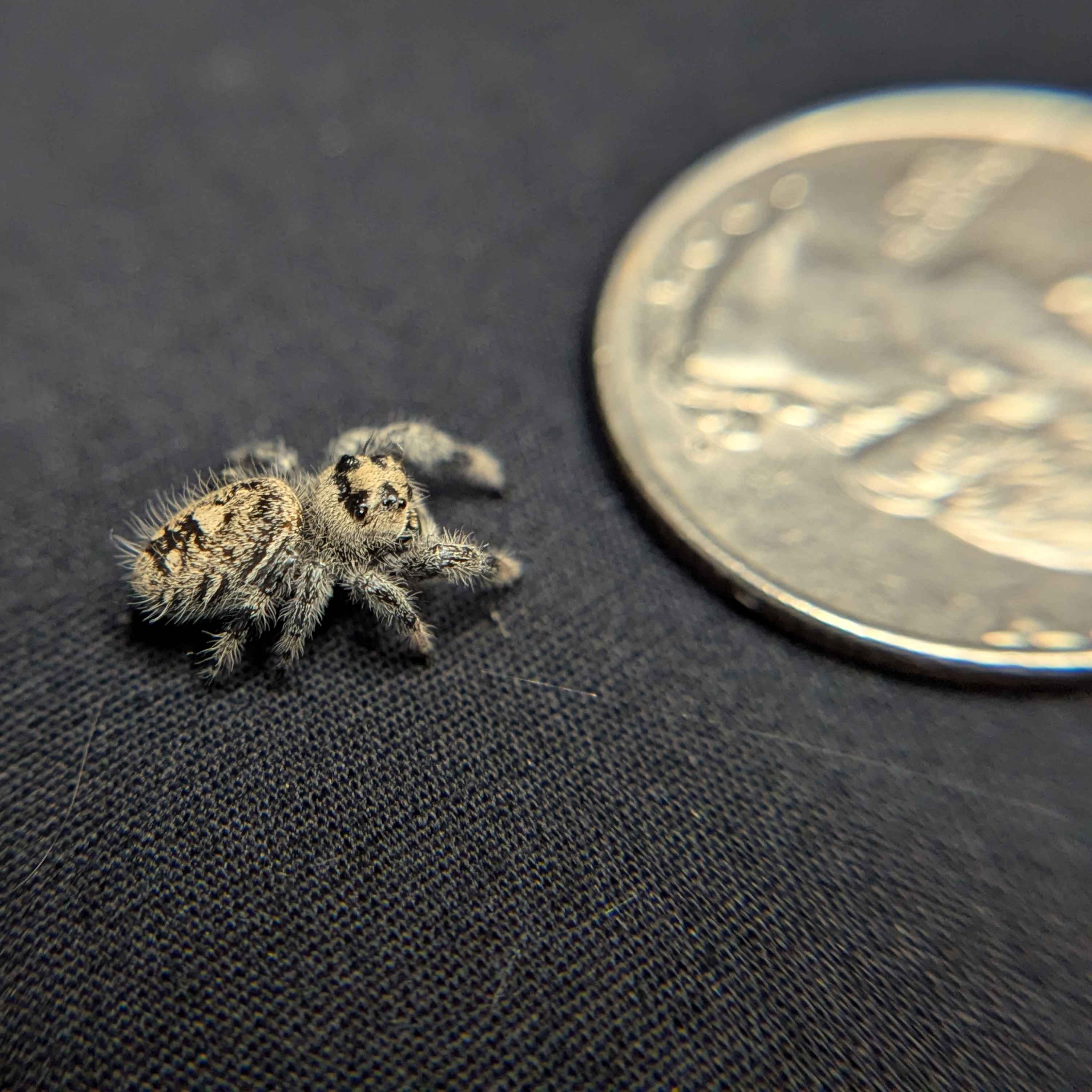 Regal Jumping Spider "Jamba"