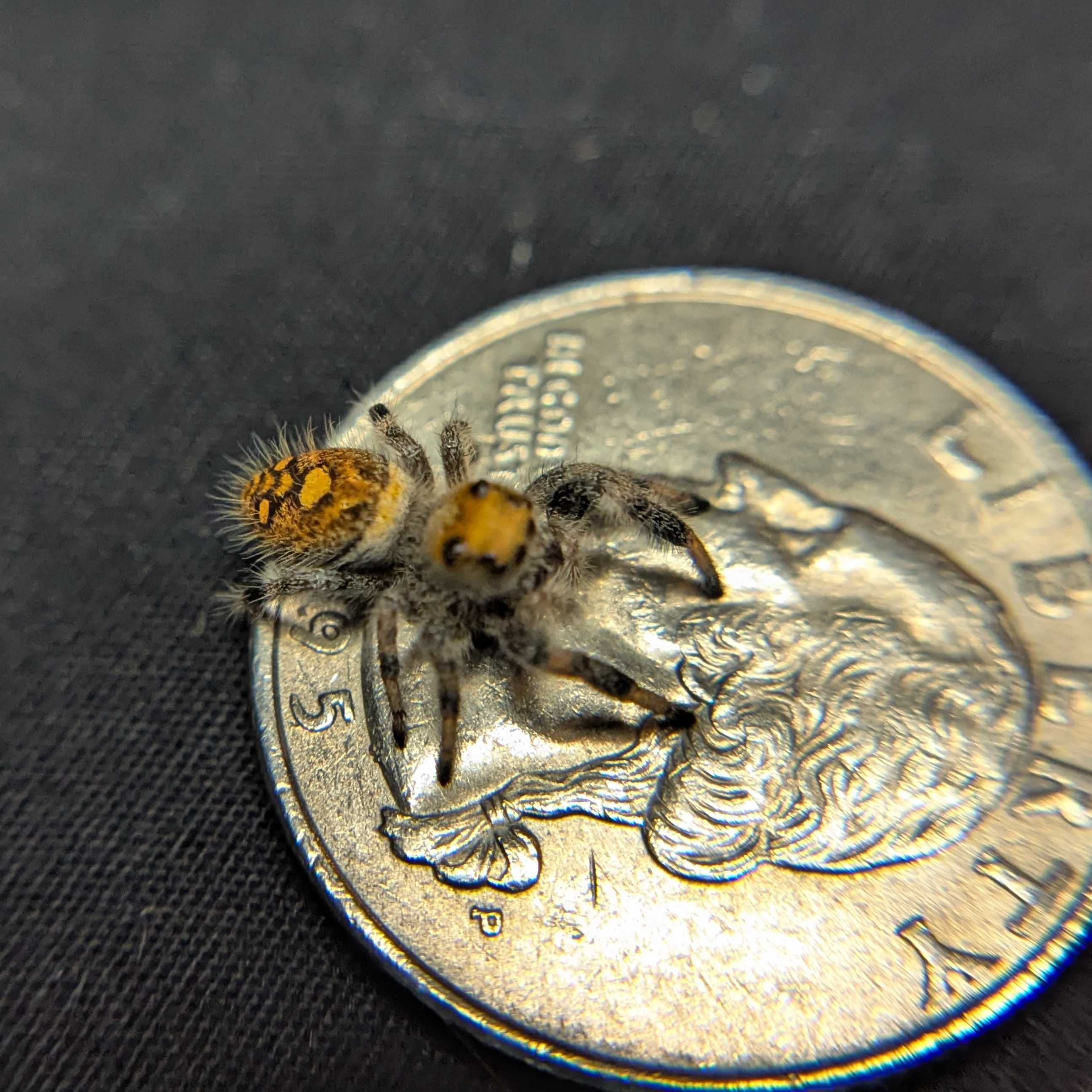 Regal Jumping Spider "Punkin"