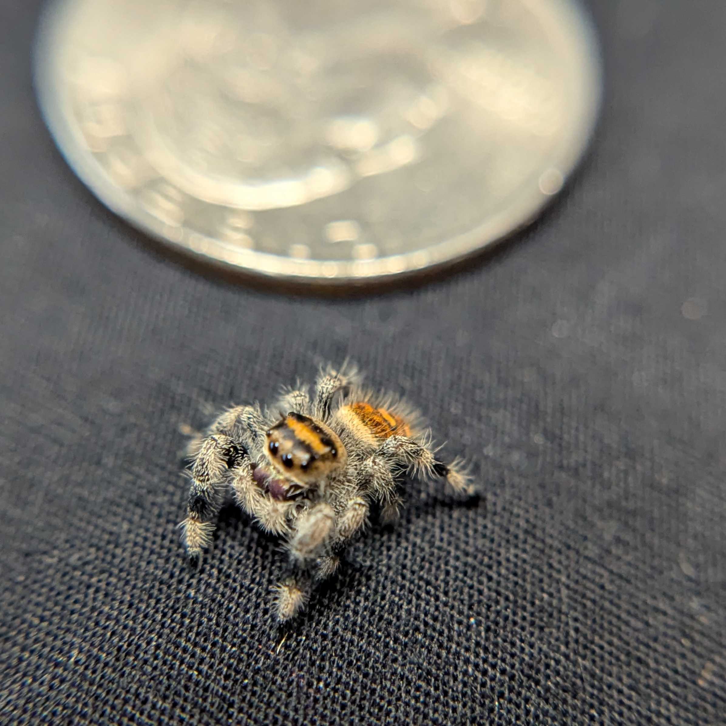Regal Jumping Spider "Pocus"