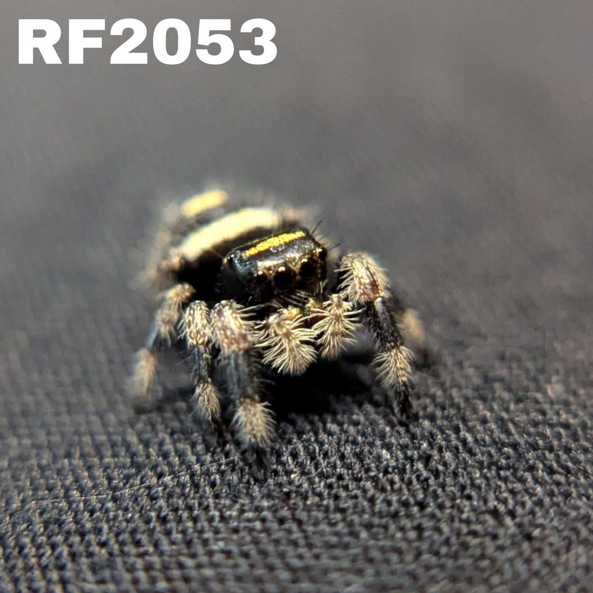 Regal Jumping Spider "Chocolate"
