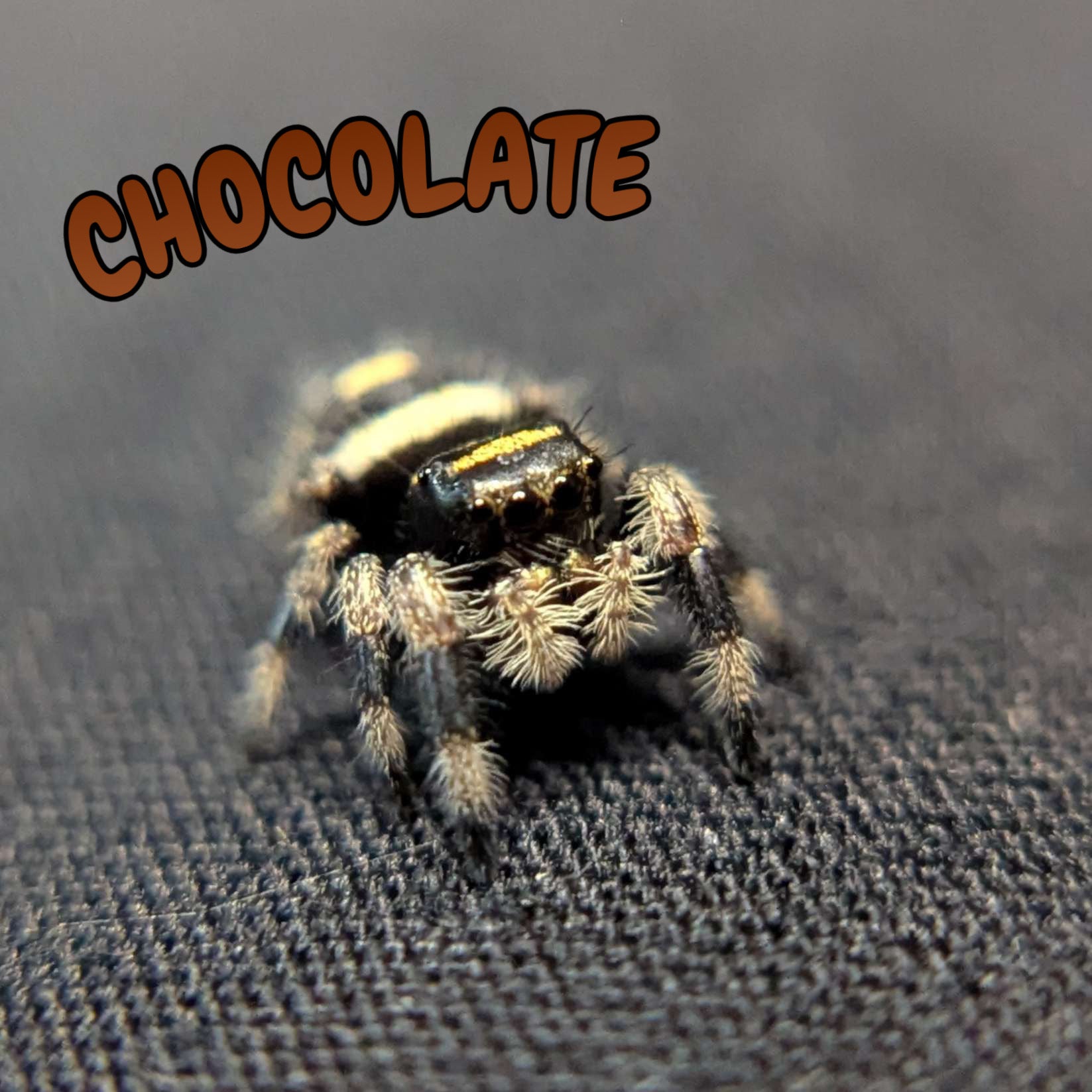 Regal Jumping Spider "Chocolate"