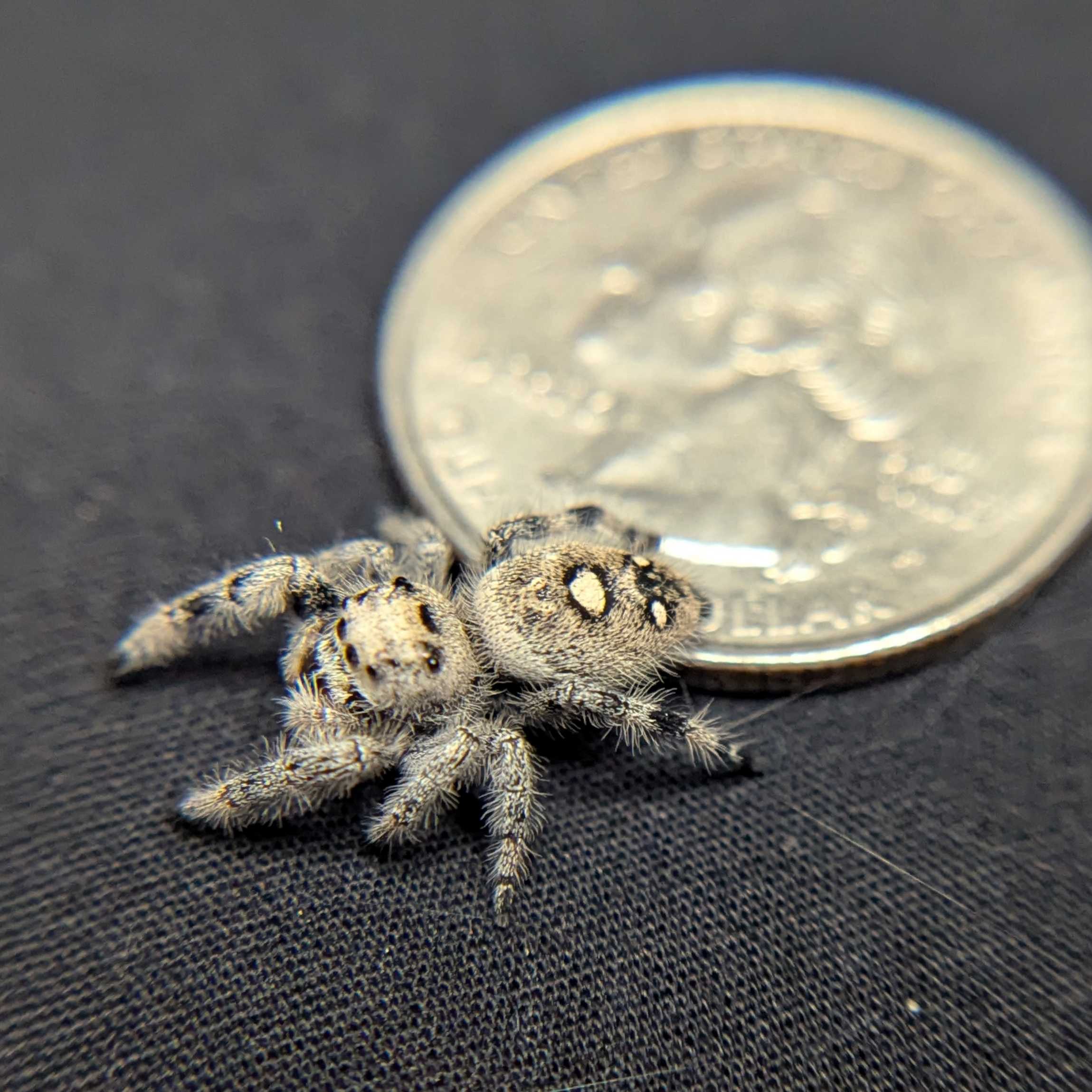 Regal Jumping Spider "Alaska”
