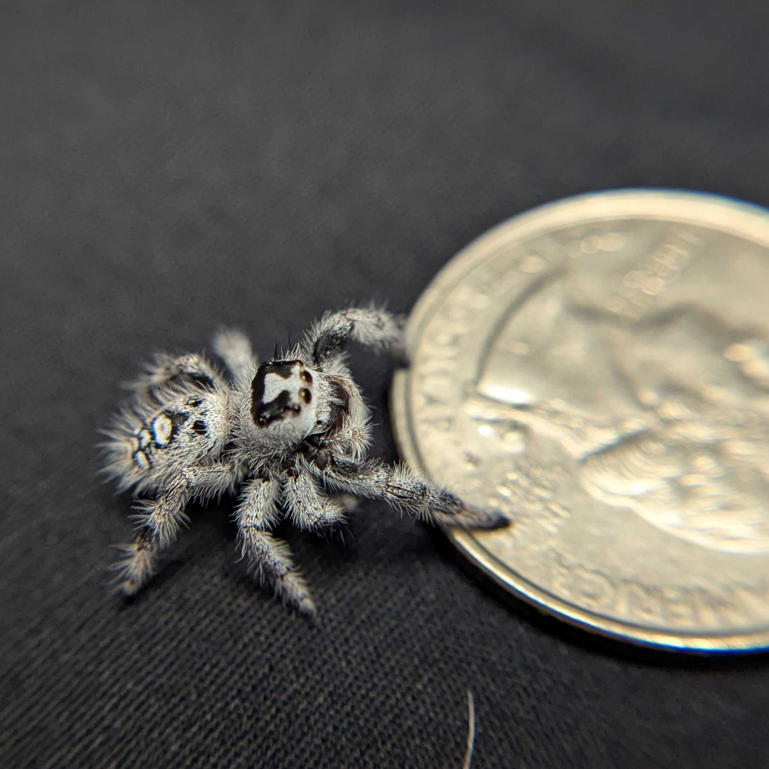 Regal Jumping Spider "Onyx" (High White)