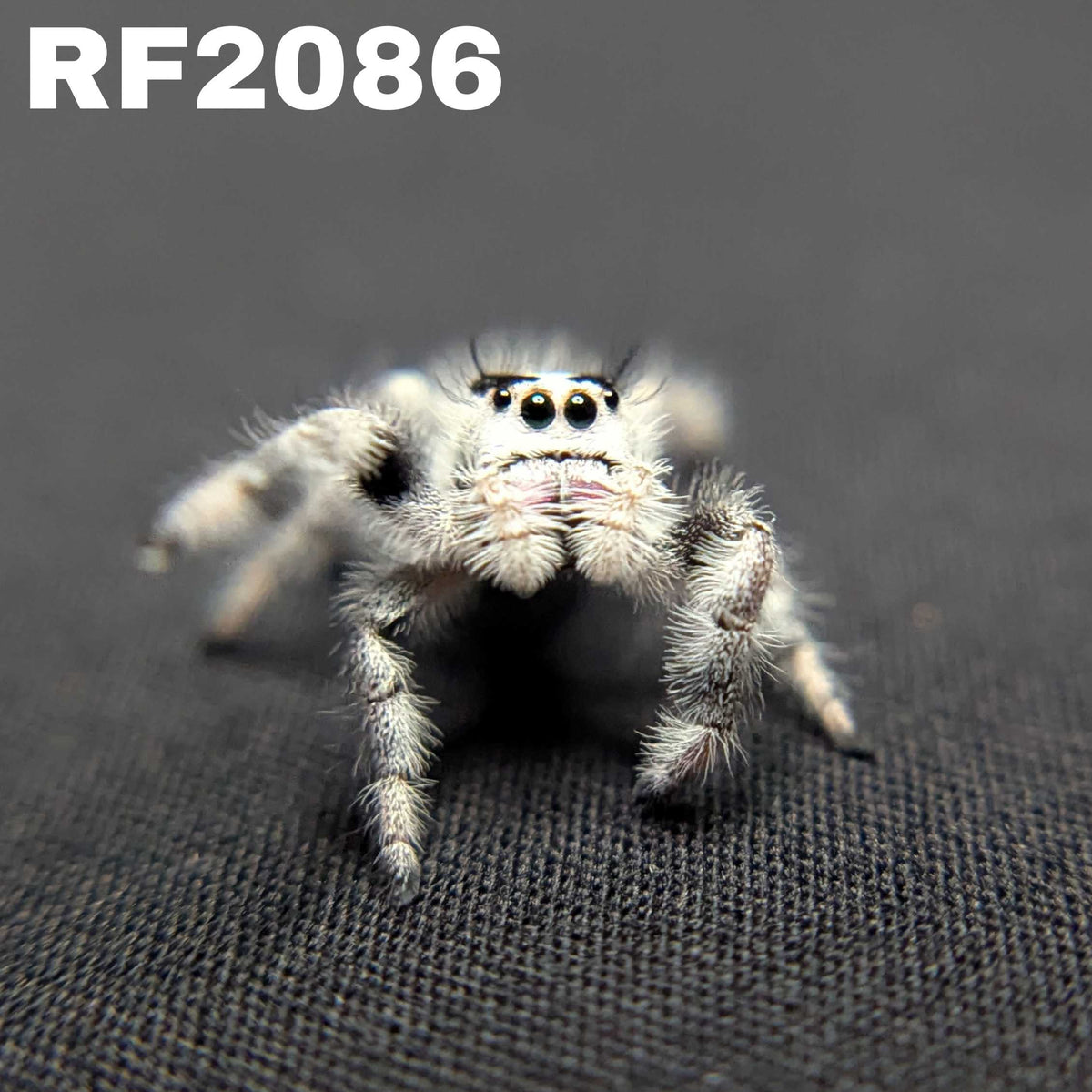 Regal Jumping Spider "Onyx" (High White)