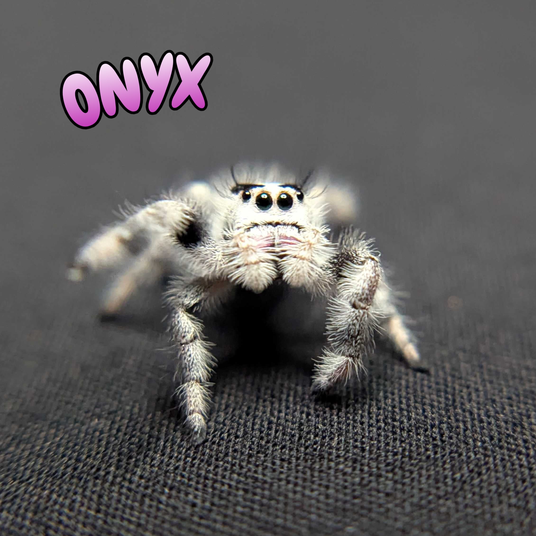 Regal Jumping Spider "Onyx" (High White)
