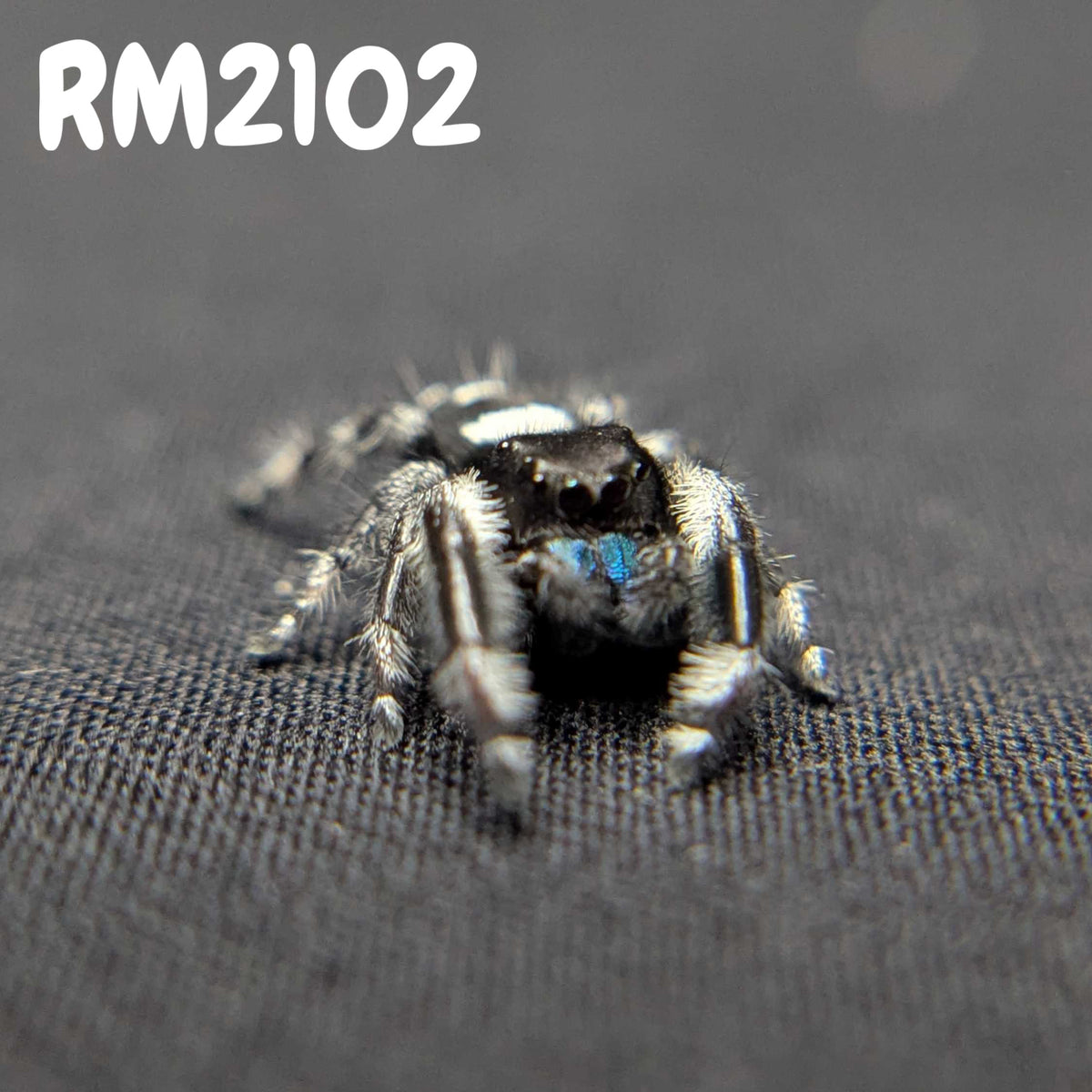 Regal Jumping Spider “Atlas”