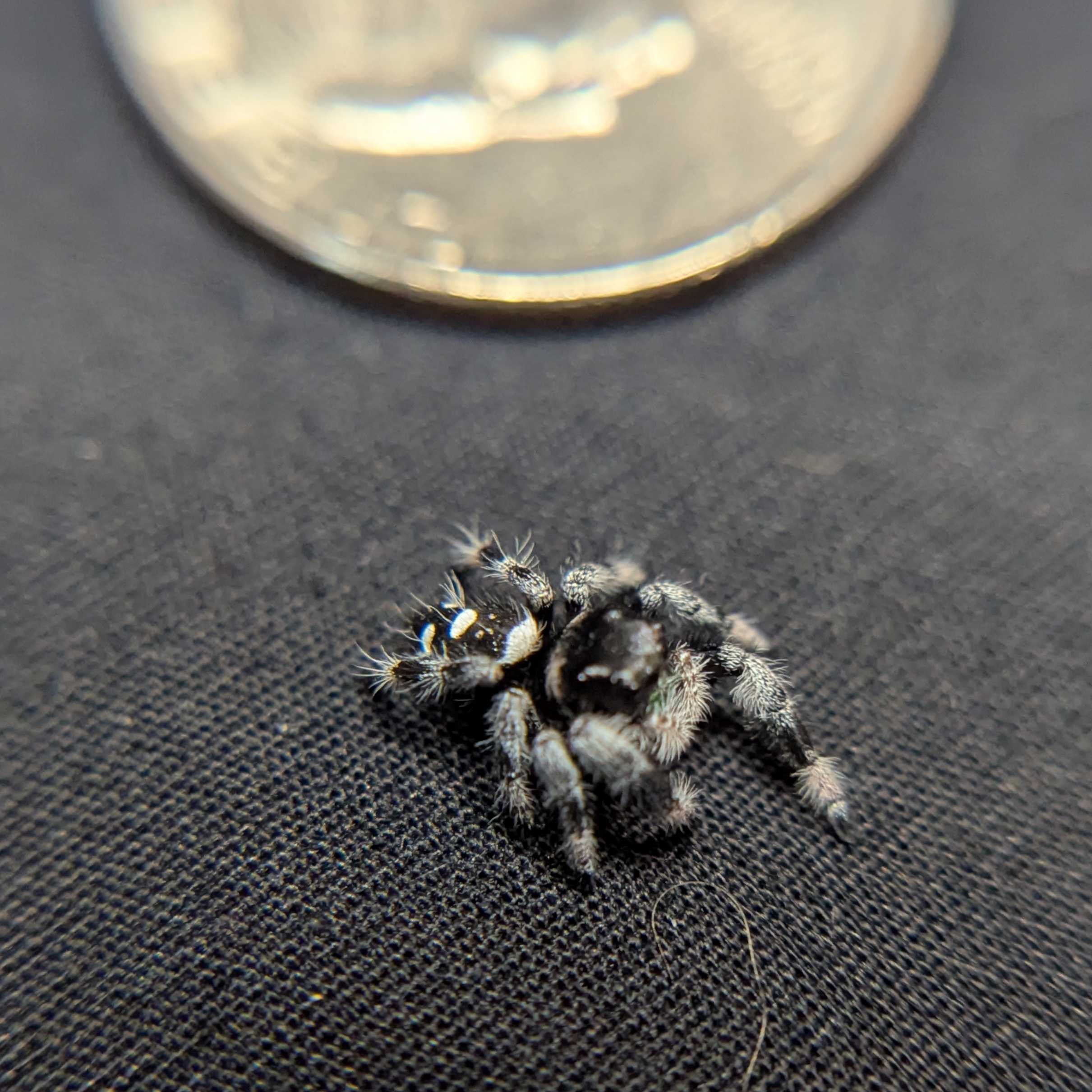 (Apalachicola Locale) Regal Jumping Spider "Moss”