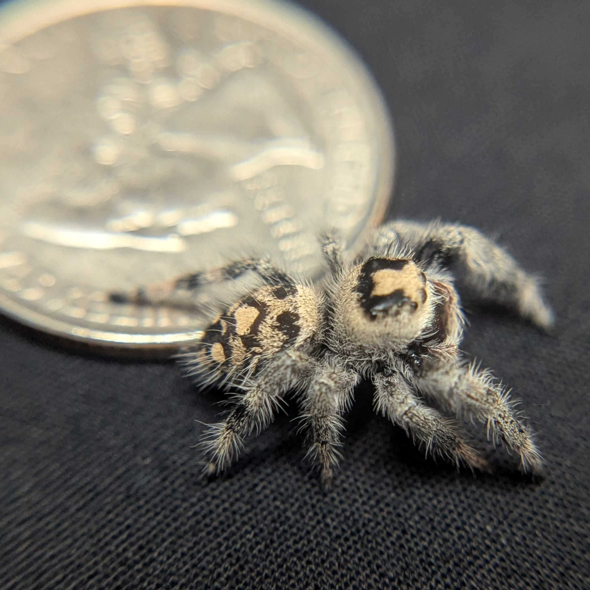 Regal Jumping Spider “Harvest Fern”