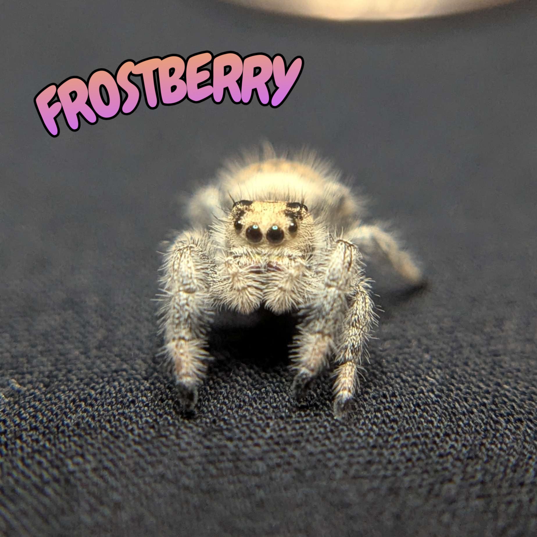 Regal Jumping Spider "Frostberry"