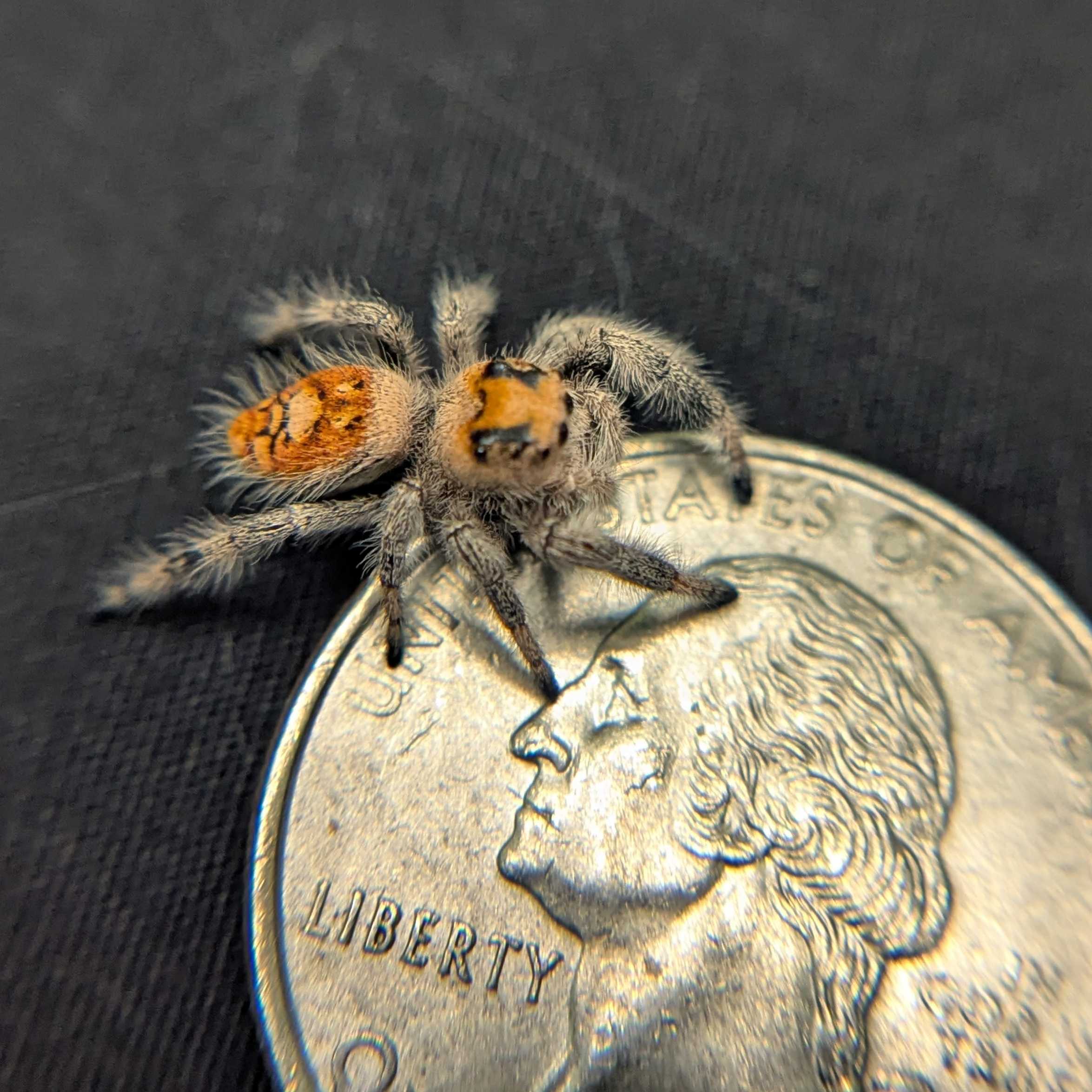 Regal Jumping Spider "Cutie"