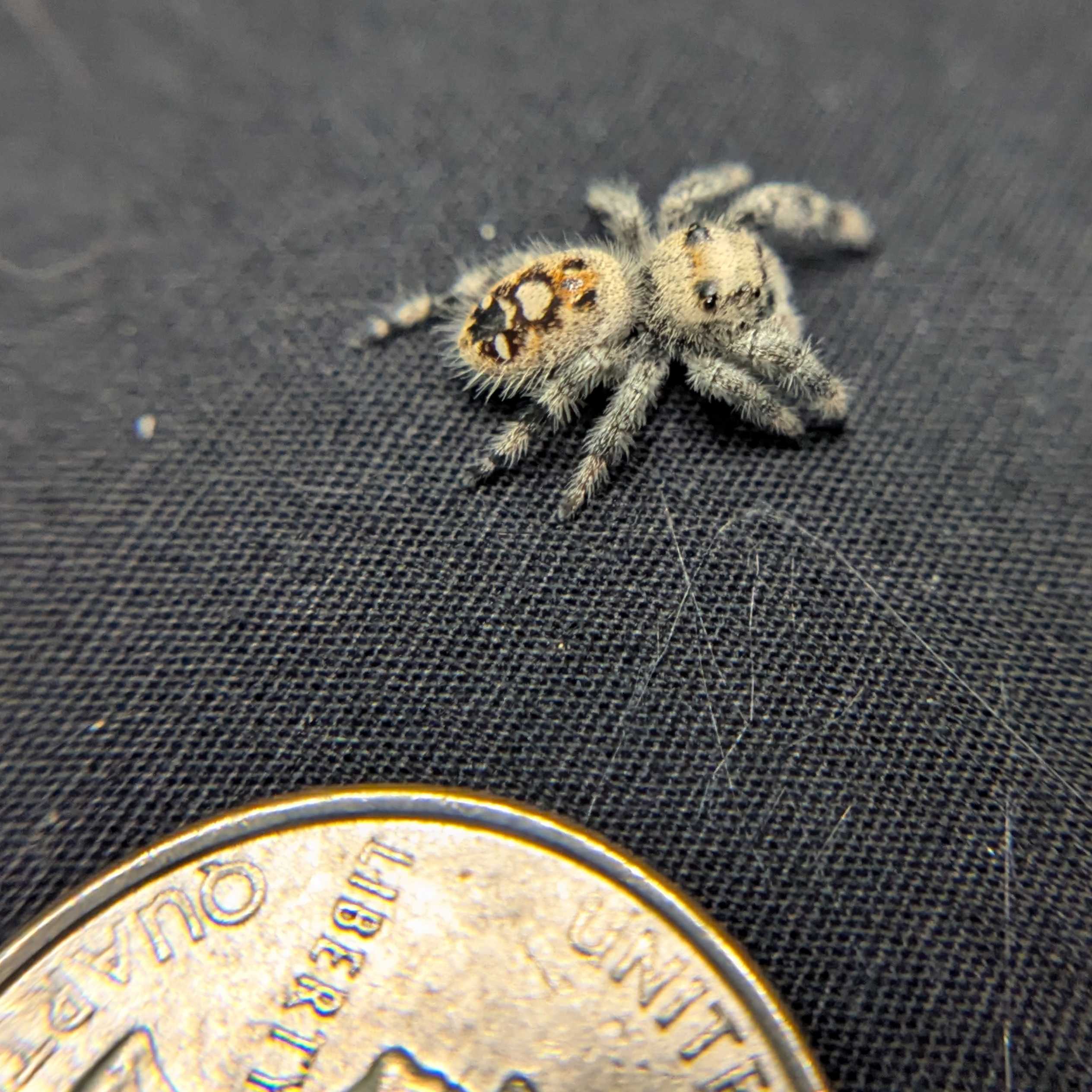 Regal Jumping Spider "Grace"