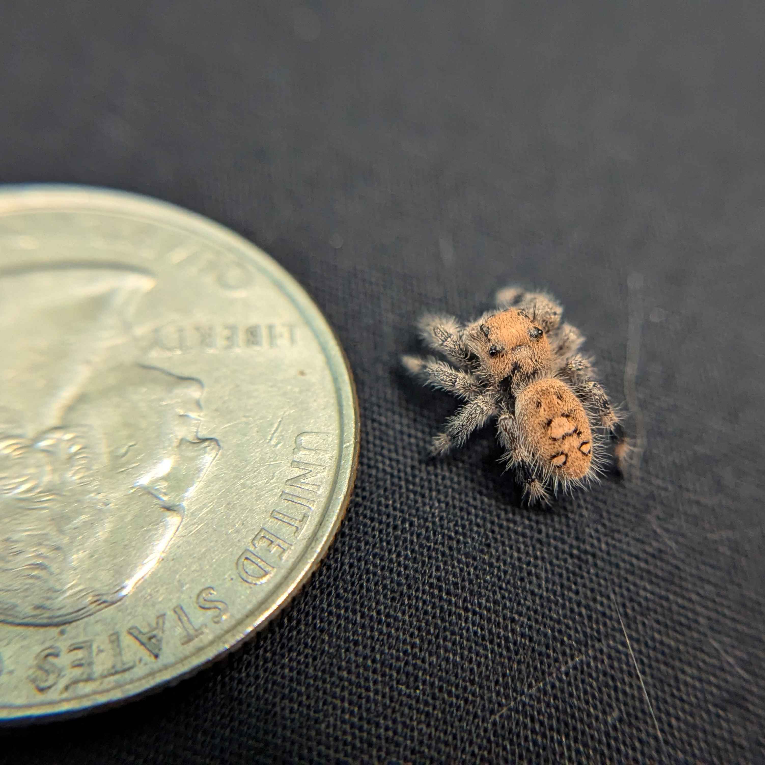 Regal Jumping Spider "Joy"
