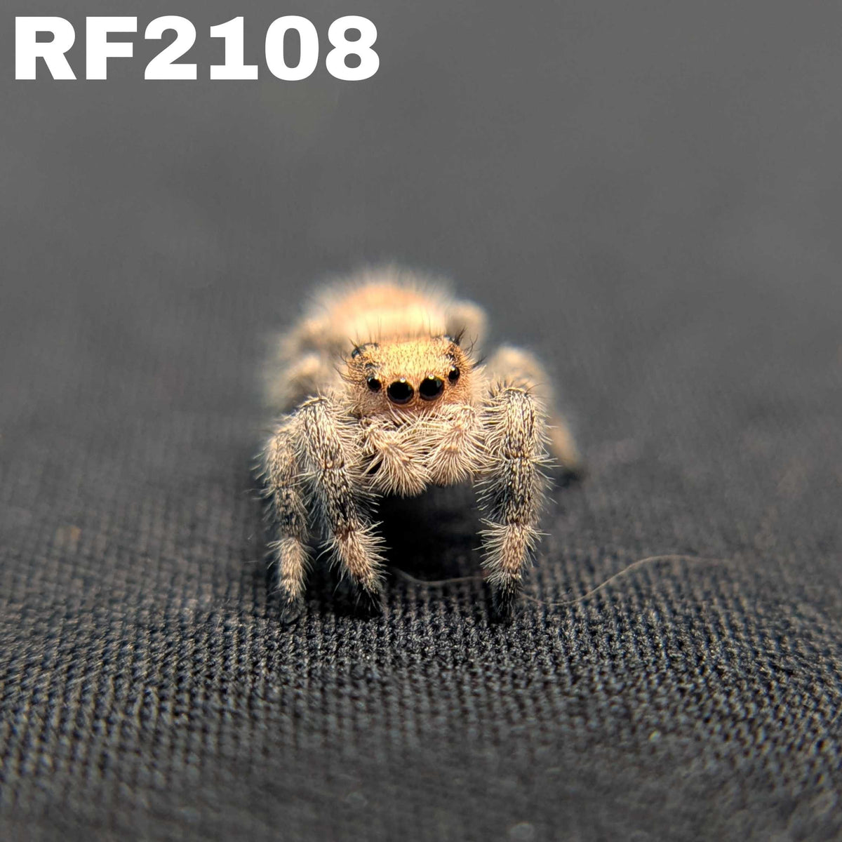 Regal Jumping Spider "Joy"