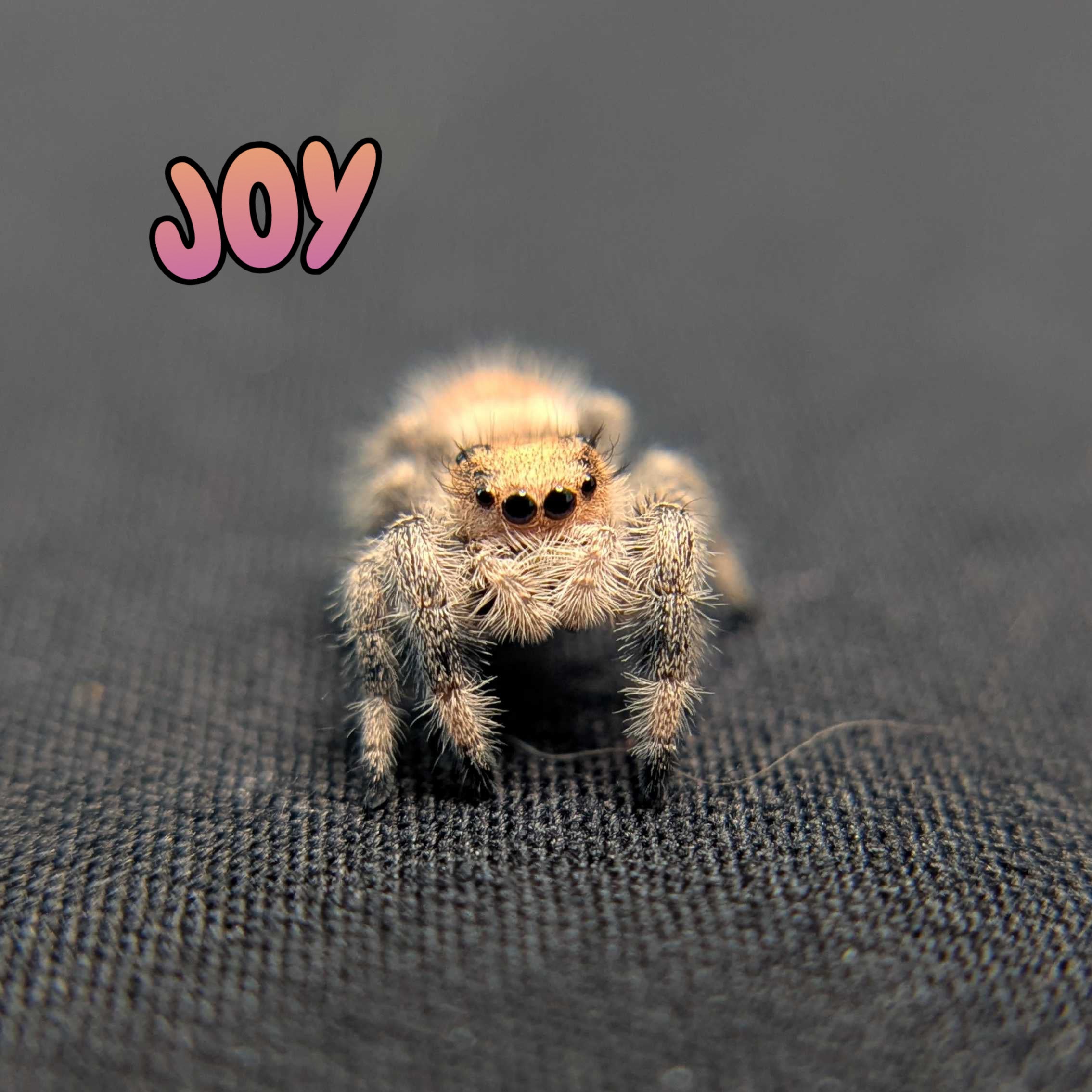 Regal Jumping Spider "Joy"