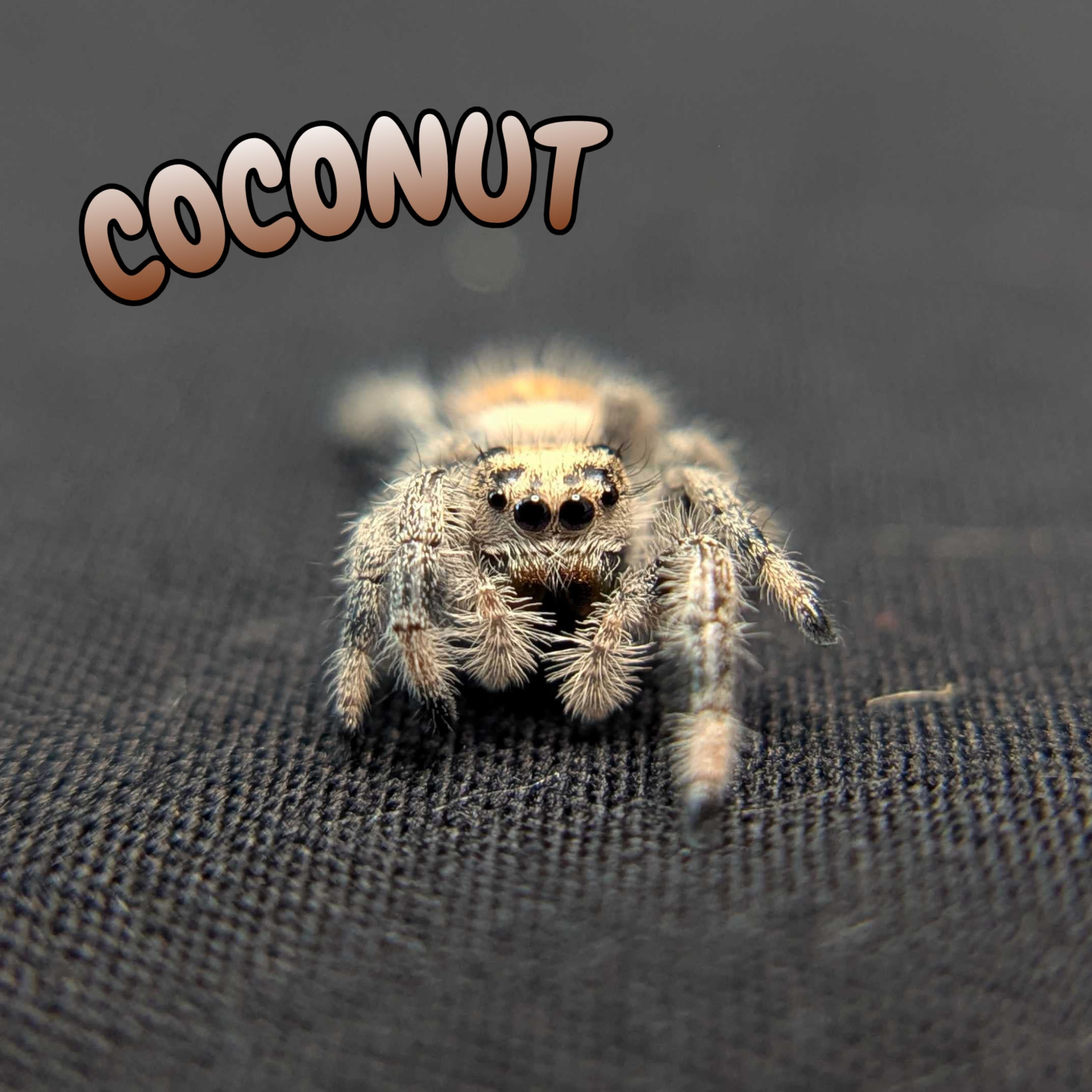 Regal Jumping Spider "Coconut"