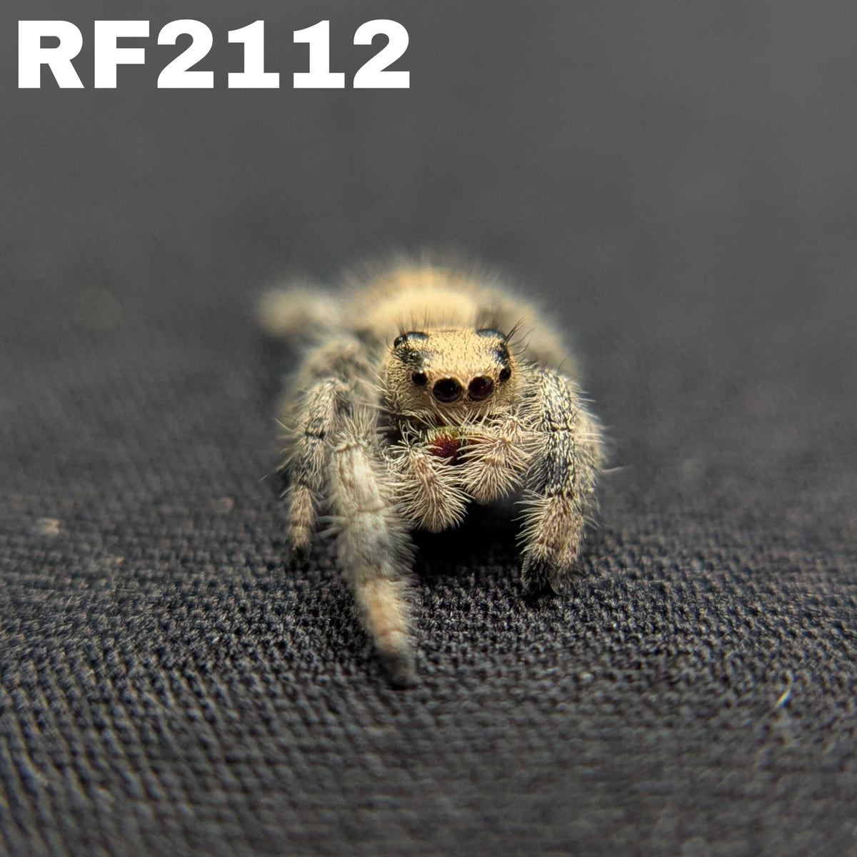 Regal Jumping Spider "Whisper"