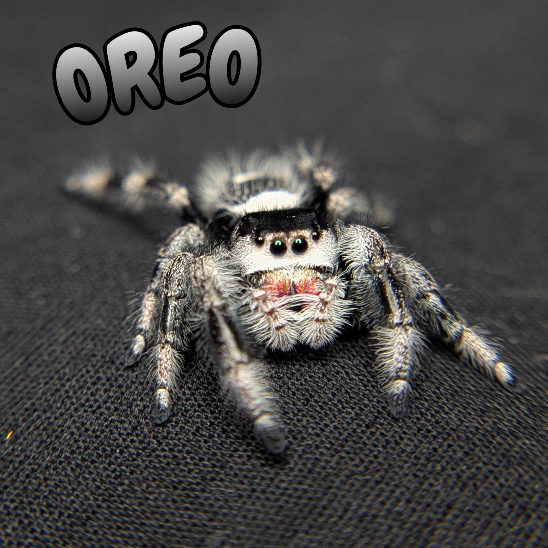 Regal Jumping Spider "Oreo"