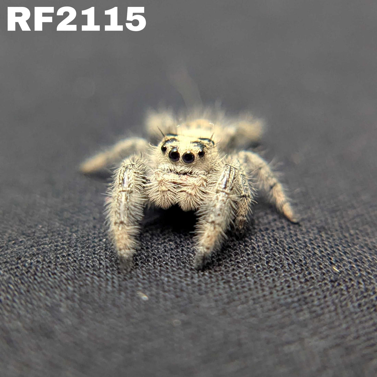 Regal Jumping Spider "Star"