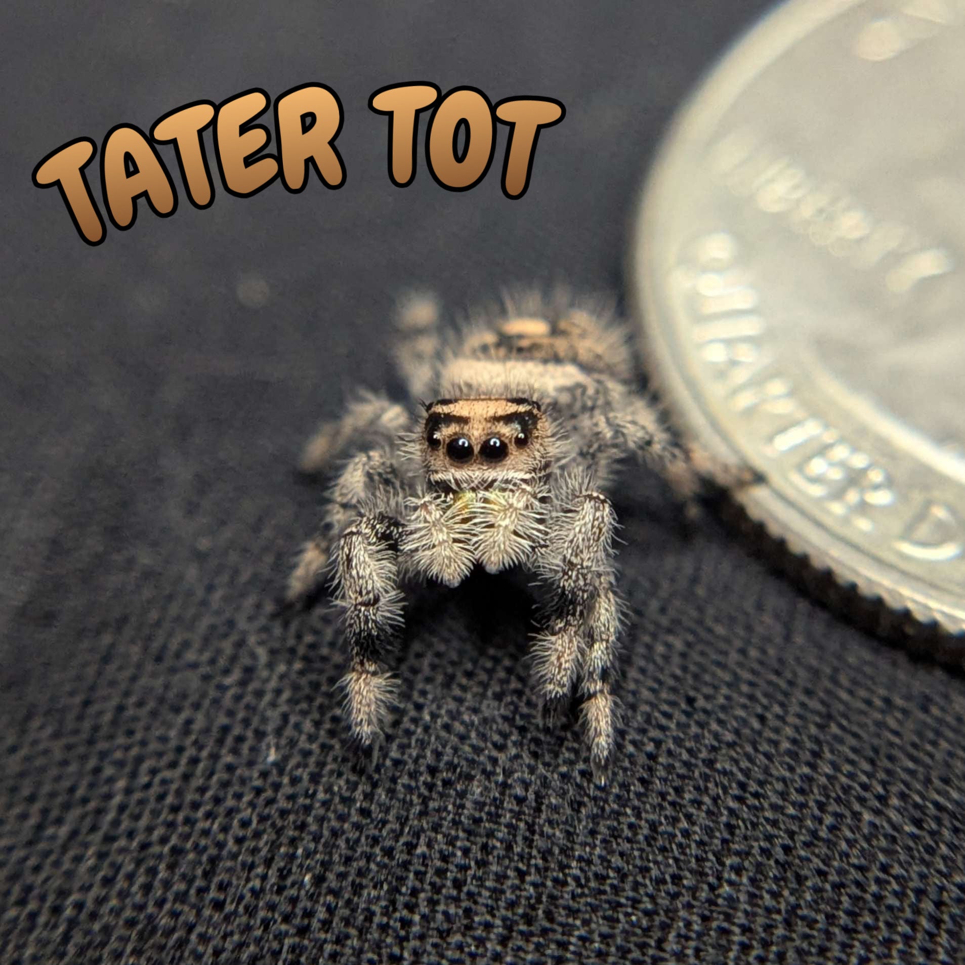 Regal Jumping Spider “Tater Tot”