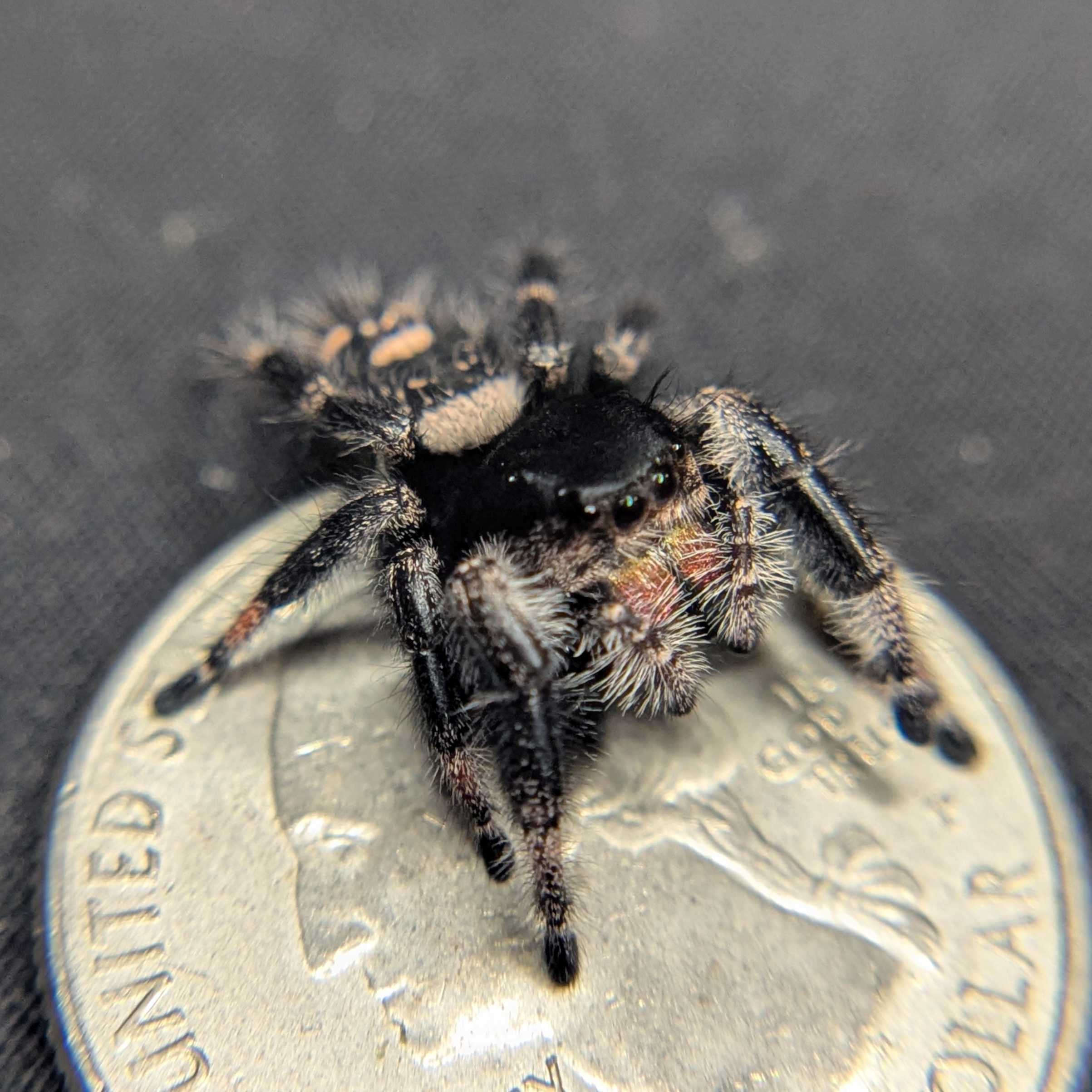 Regal Jumping Spider "Pinkberry"