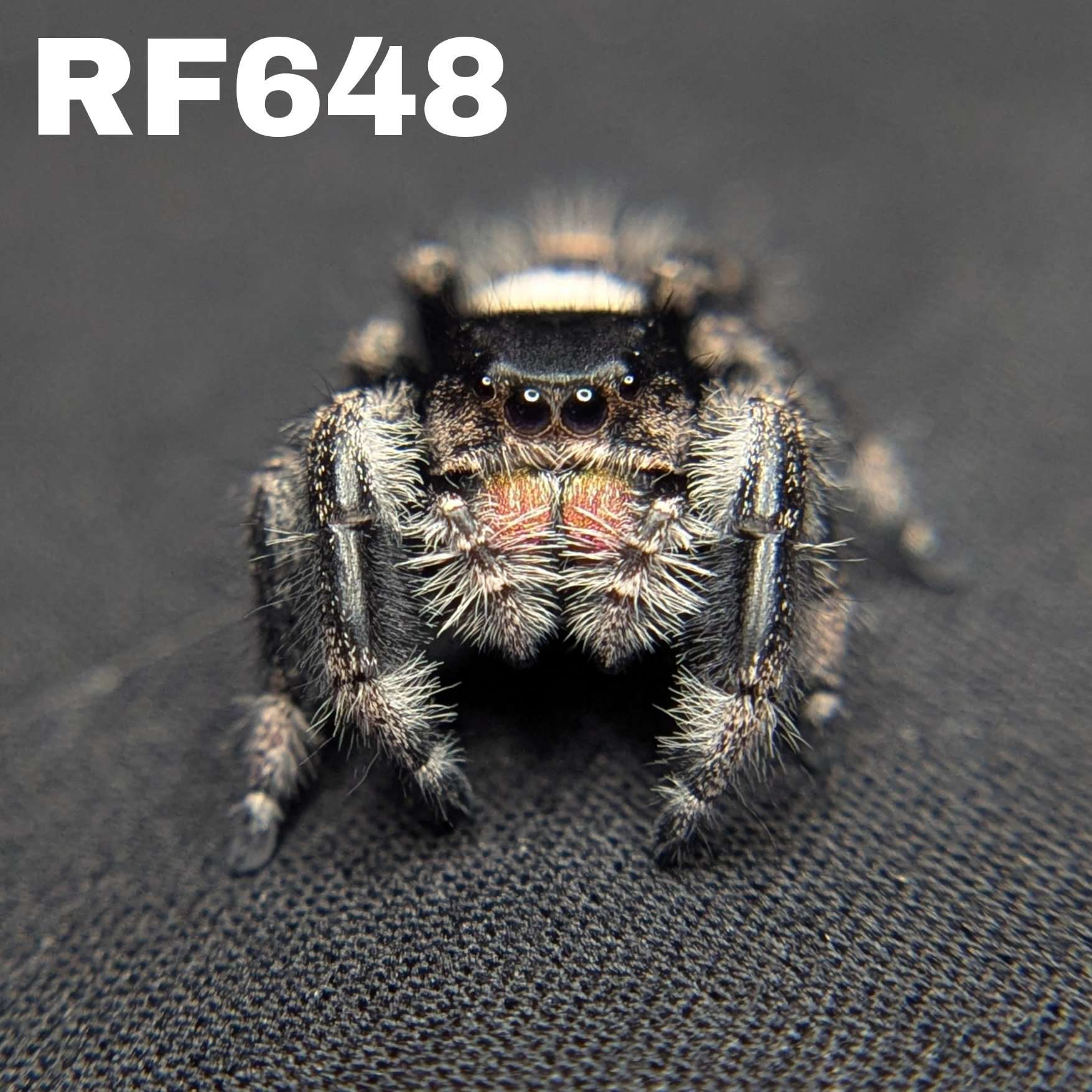 Regal Jumping Spider "Pinkberry"