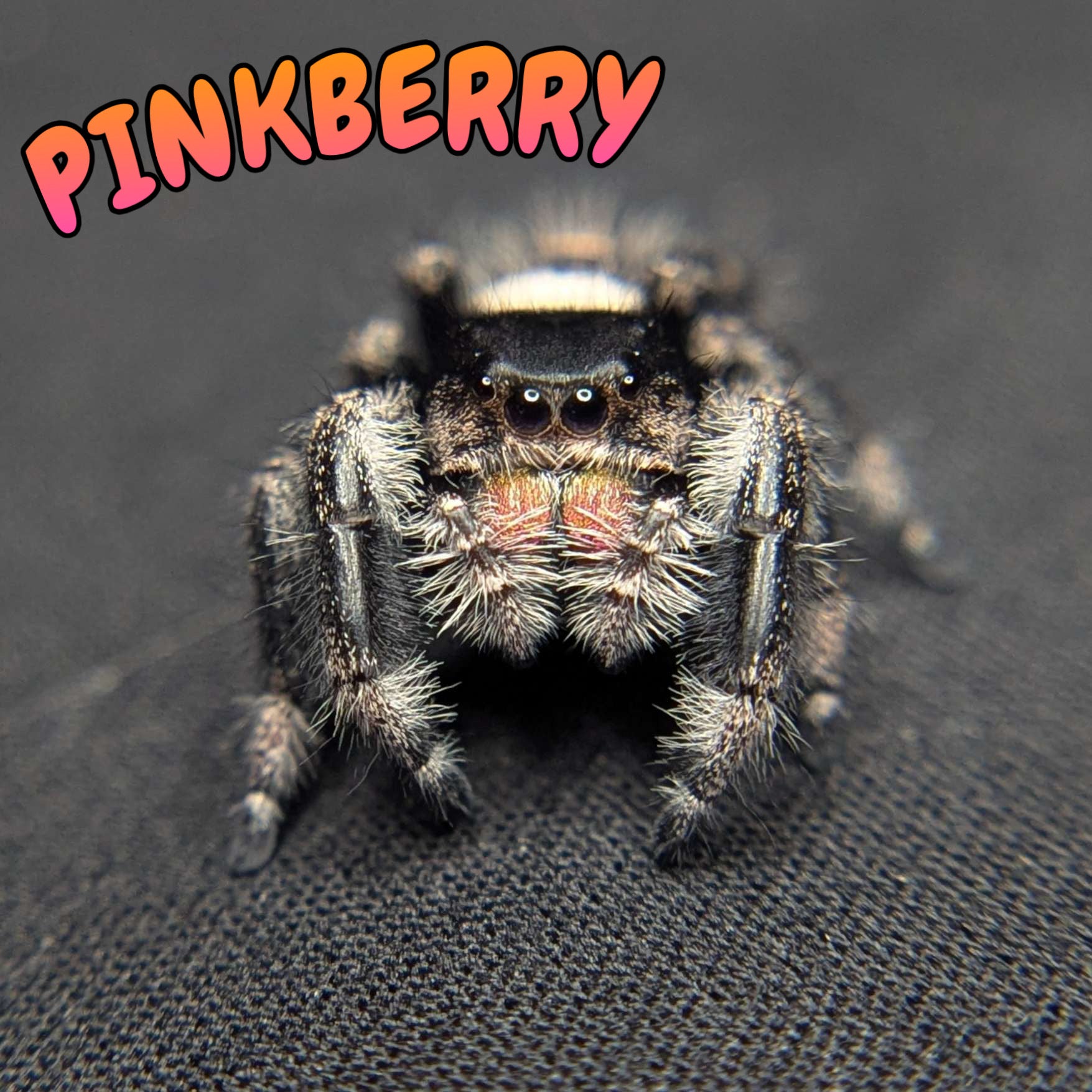 Regal Jumping Spider "Pinkberry"